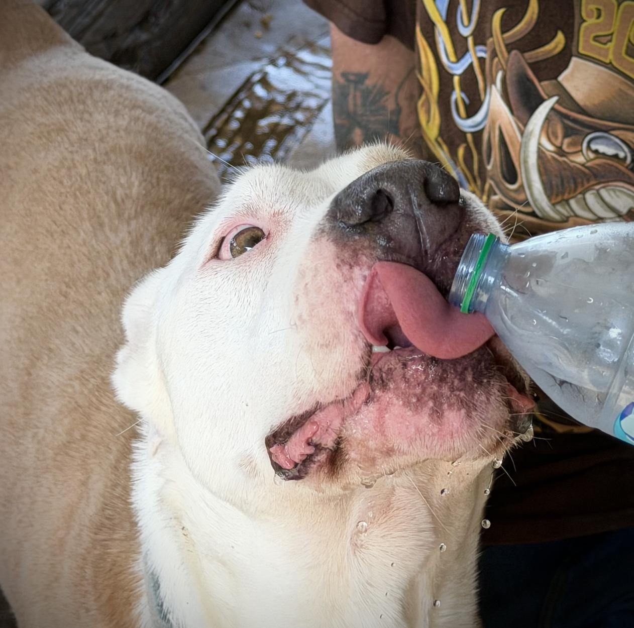 Enlarge Mack, a ADOPTABLE mixed breed in San Francisco, CA image 4/4