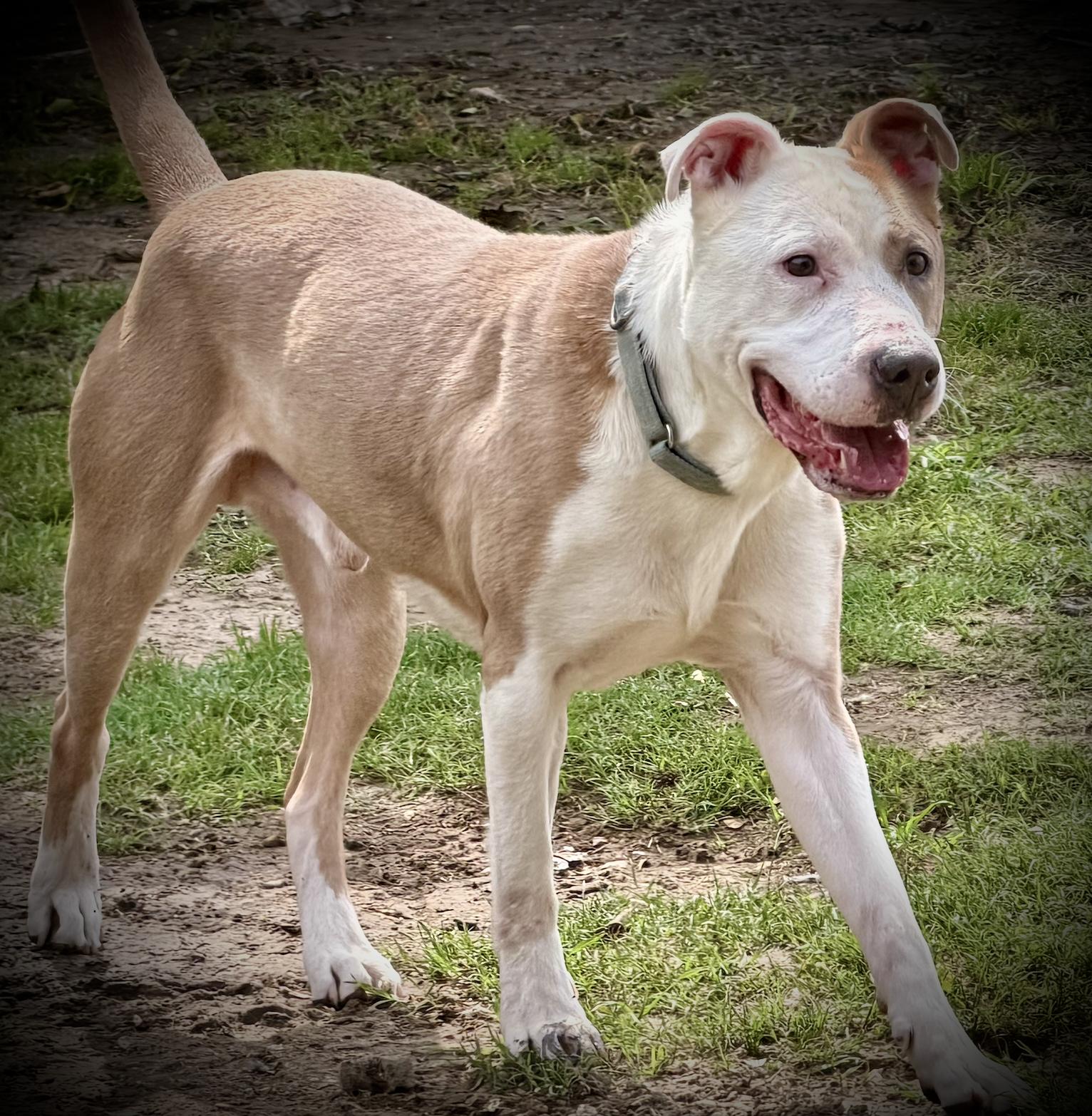 Enlarge Mack, a ADOPTABLE mixed breed in San Francisco, CA image 3/4