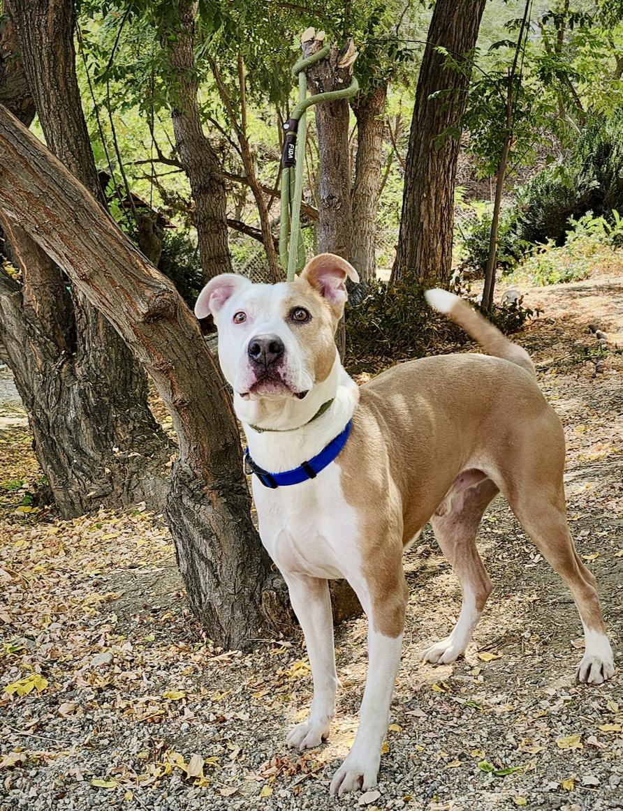 Mack, ADOPTABLE, Adult Male American Staffordshire Terrier & Cattle Dog.