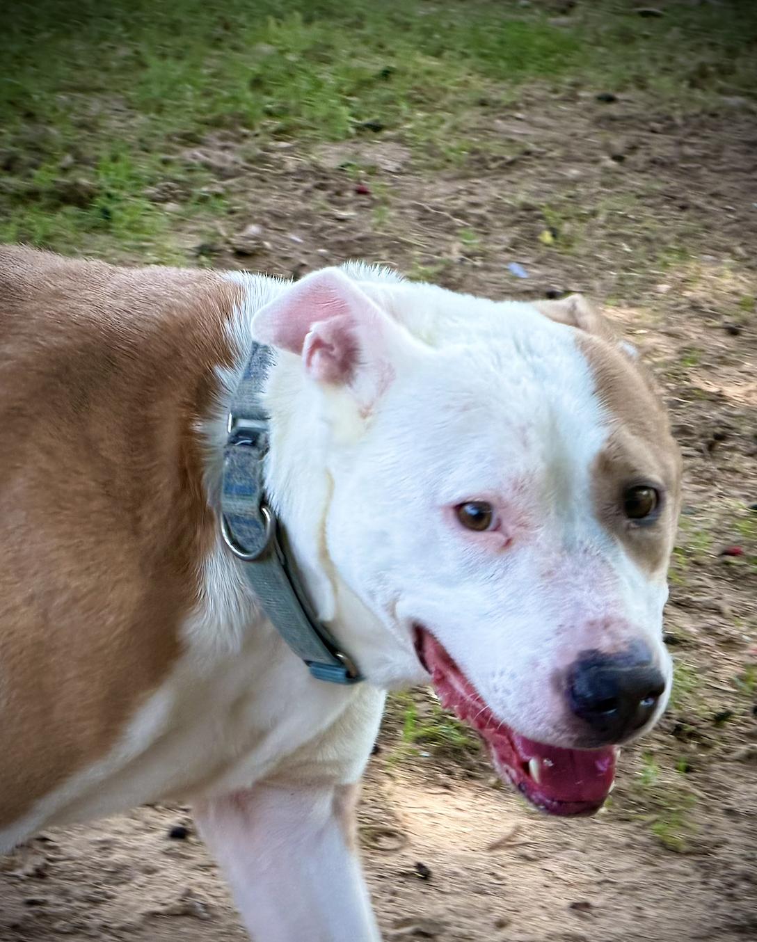 Enlarge Mack, a ADOPTABLE mixed breed in San Francisco, CA image 2/4