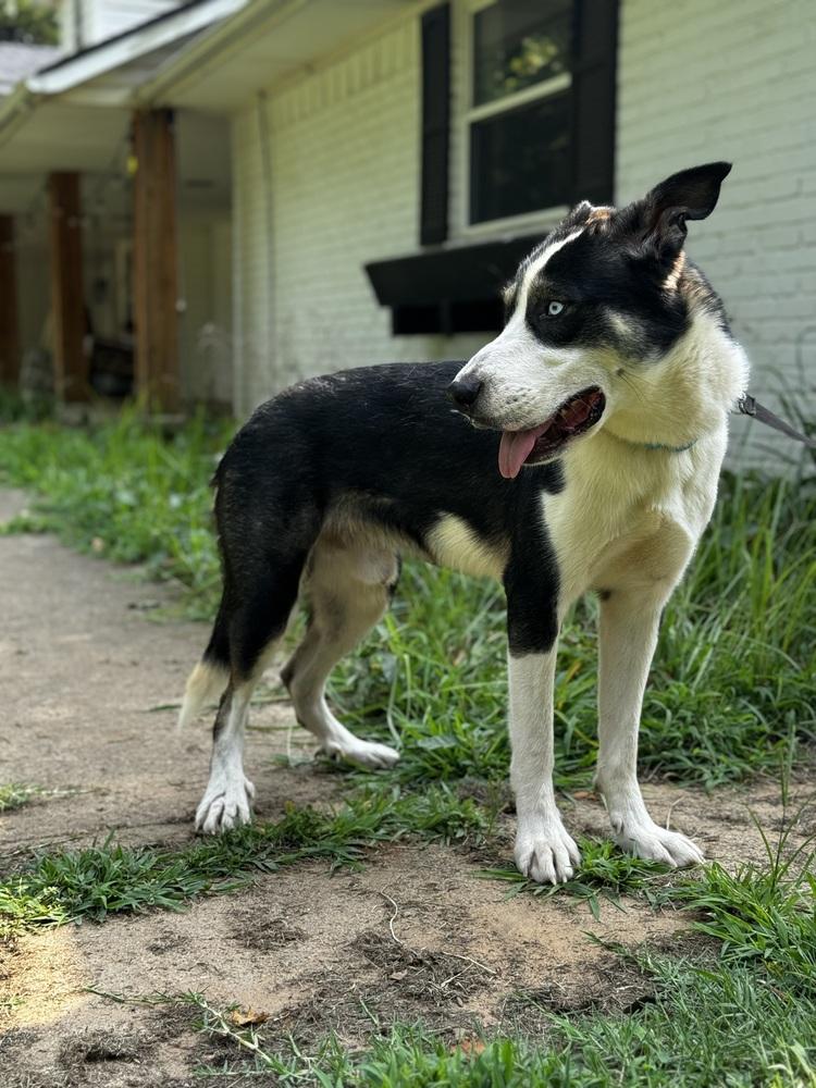 Duke, a Adoptable mixed breed image 1/3