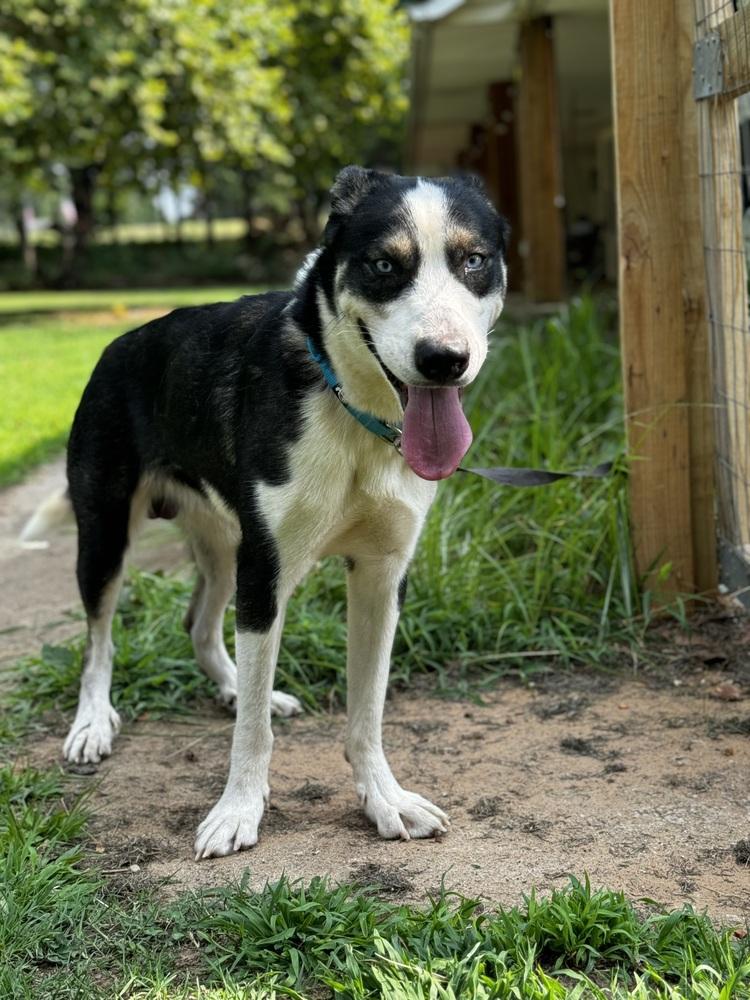 Duke, a Adoptable mixed breed image 2/3