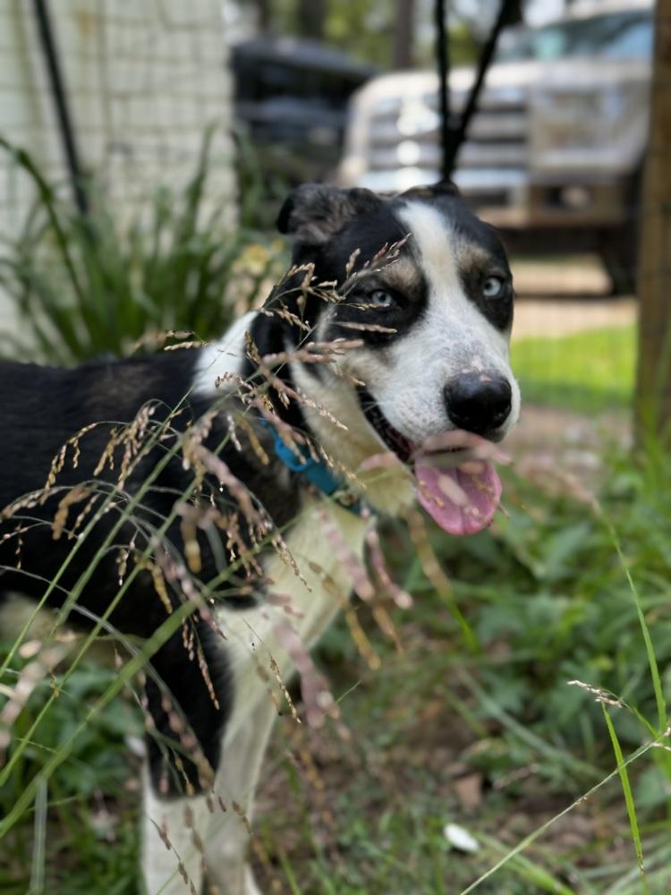 Duke, a Adoptable mixed breed image 3/3