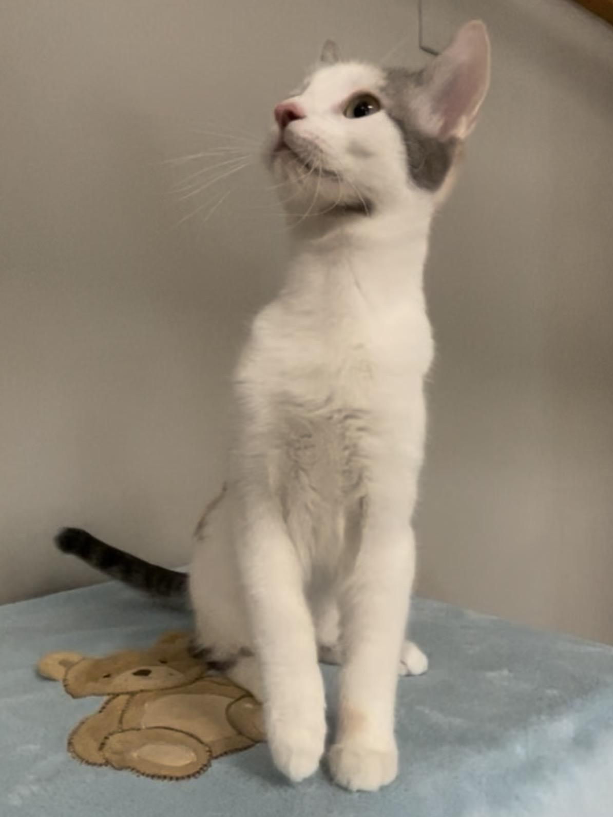Enlarge Kleo, a Adoptable Domestic Short Hair in Petaluma, CA image 2/2