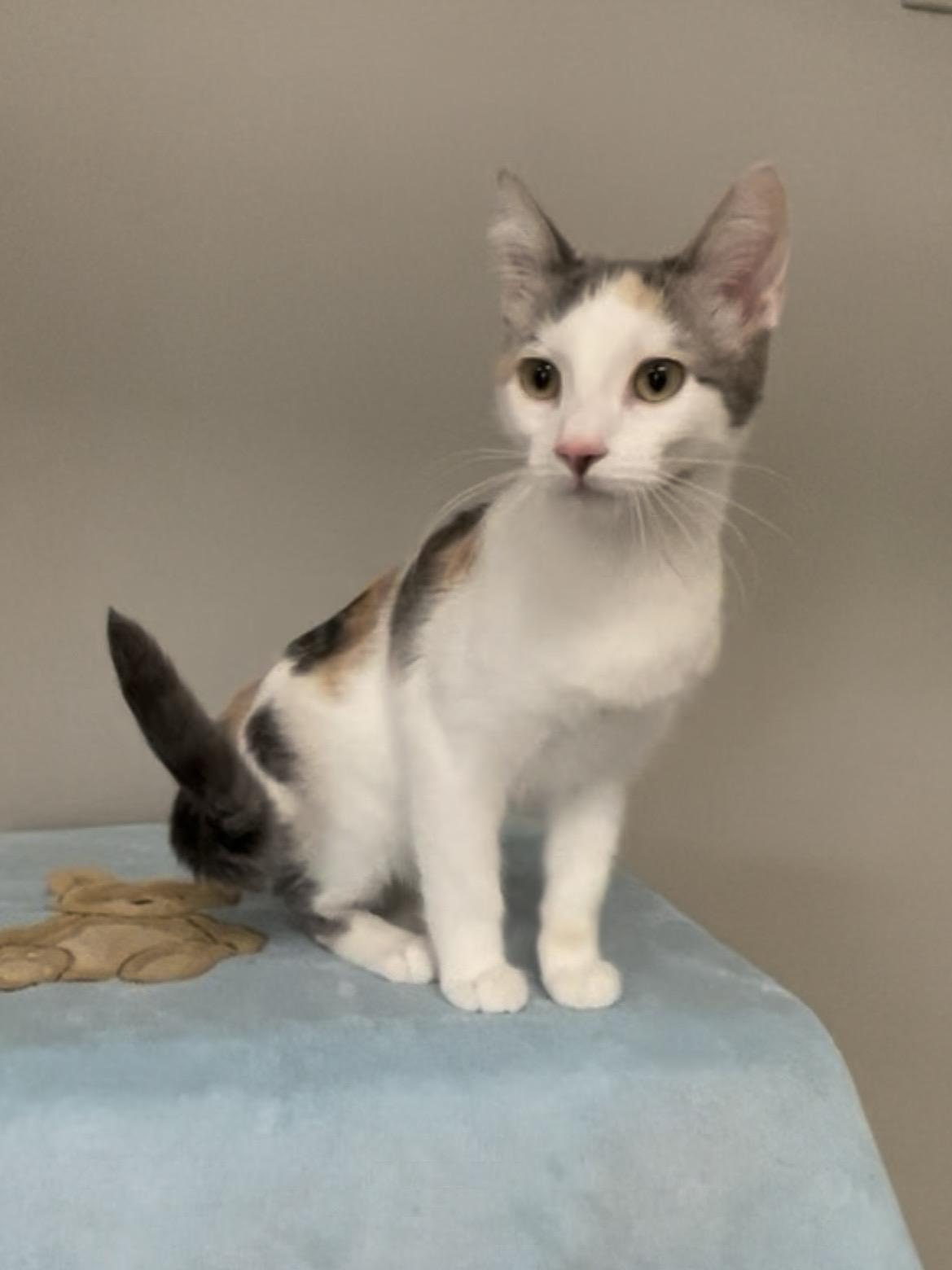 Kleo, Adoptable, Young Female Domestic Short Hair.