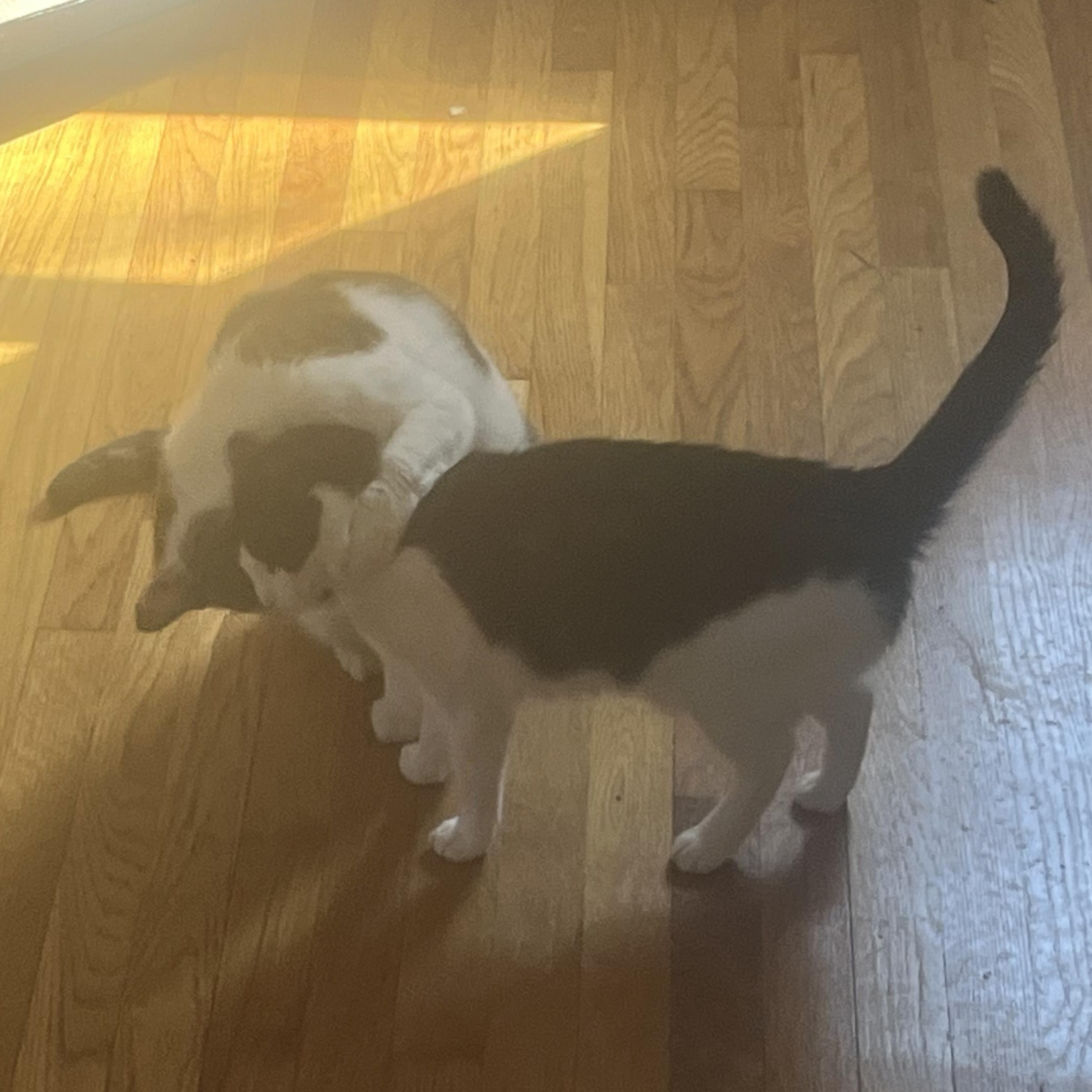 Violet. ***Bonded with Maverick***, a Adoptable Domestic Short Hair in FITCHBURG, MA image 6/6