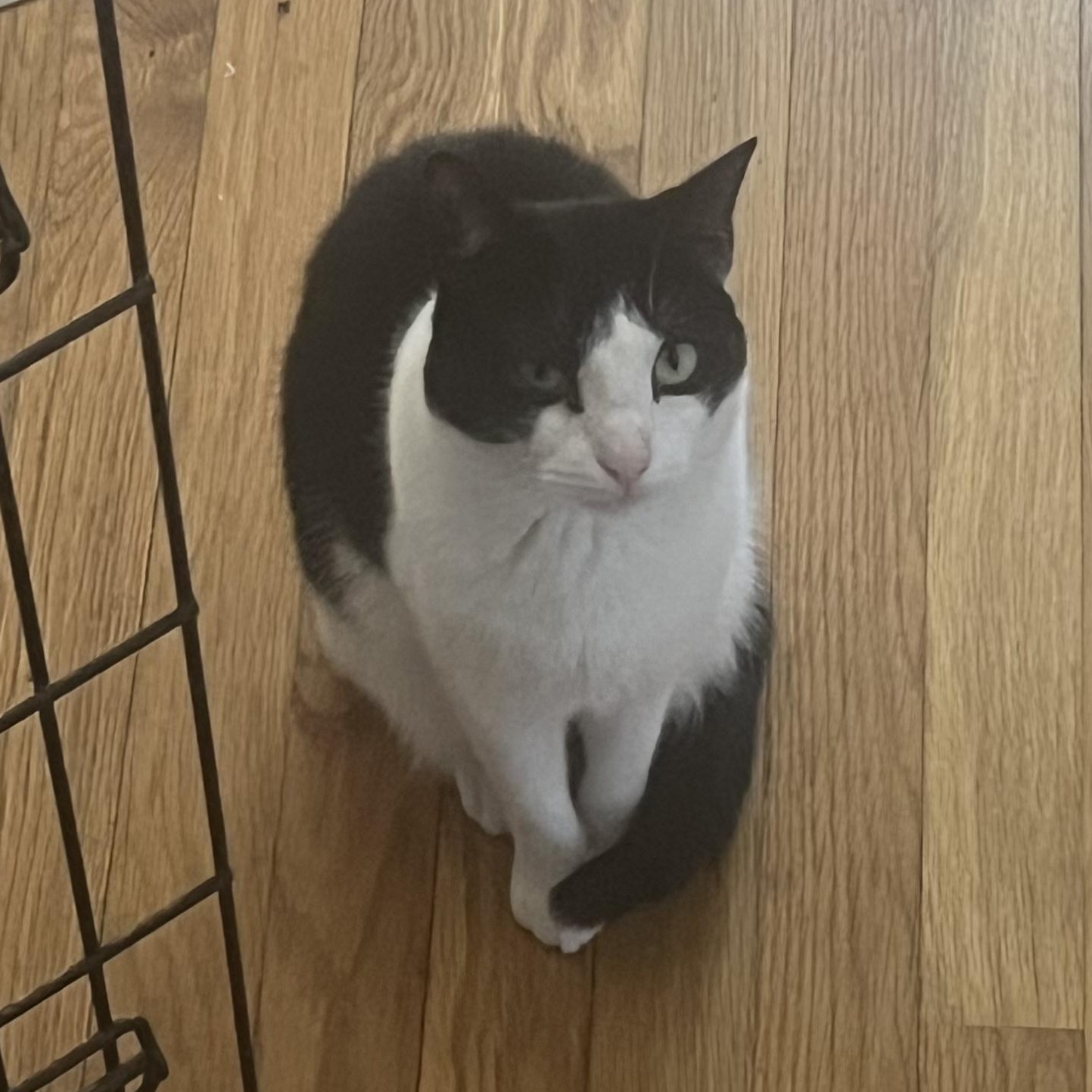 Violet. ***Bonded with Maverick***, Adoptable, Adult Female Domestic Short Hair.