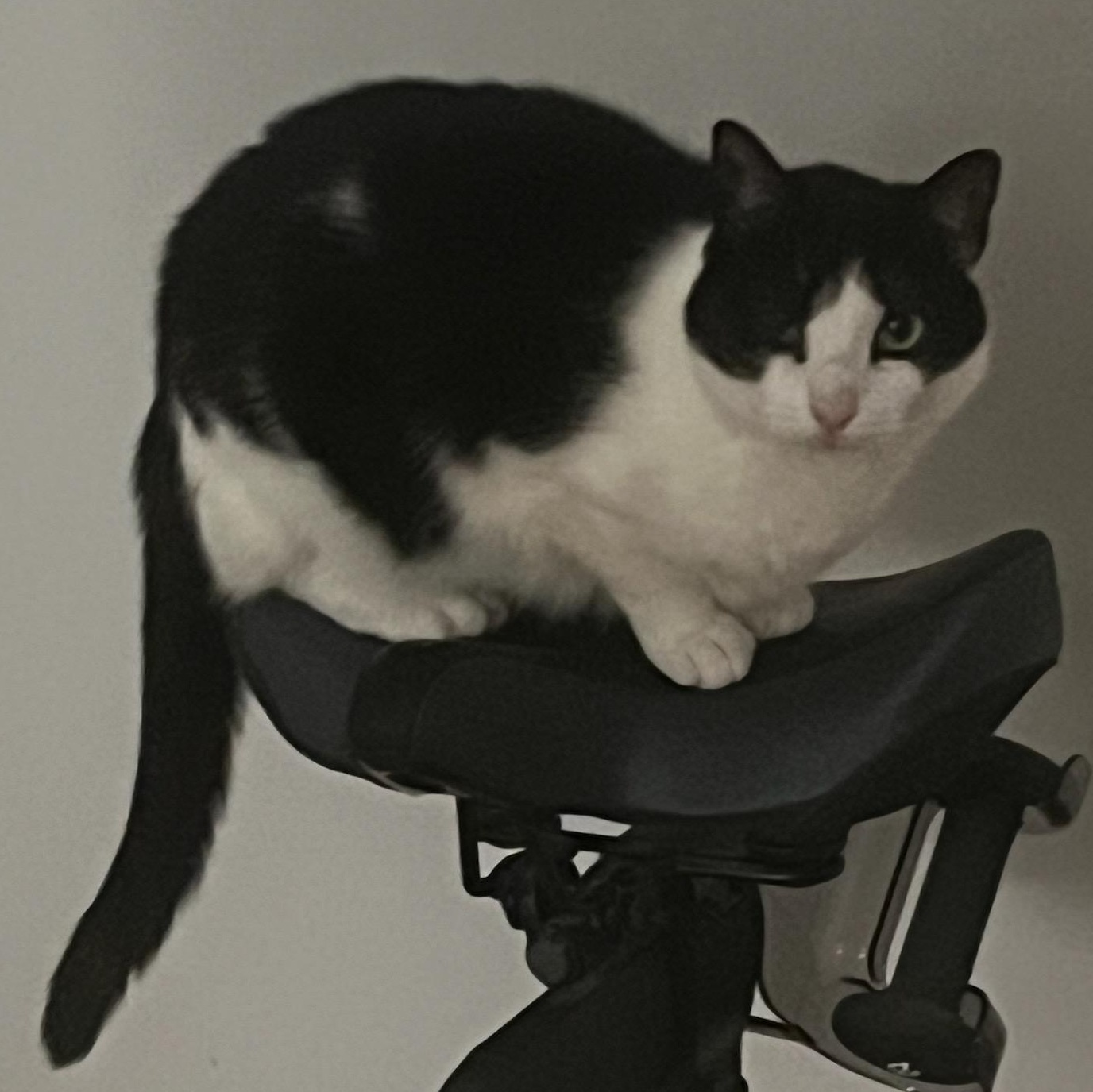 Violet. ***Bonded with Maverick***, a Adoptable Domestic Short Hair in FITCHBURG, MA image 4/6