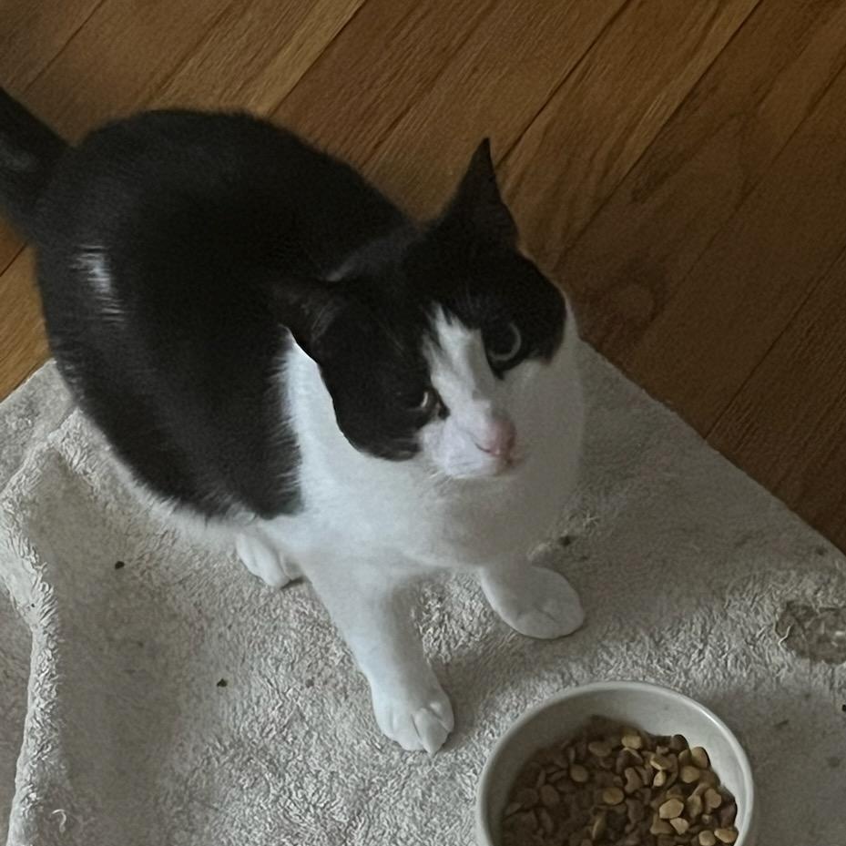 Violet. ***Bonded with Maverick***, a Adoptable Domestic Short Hair in FITCHBURG, MA image 2/6