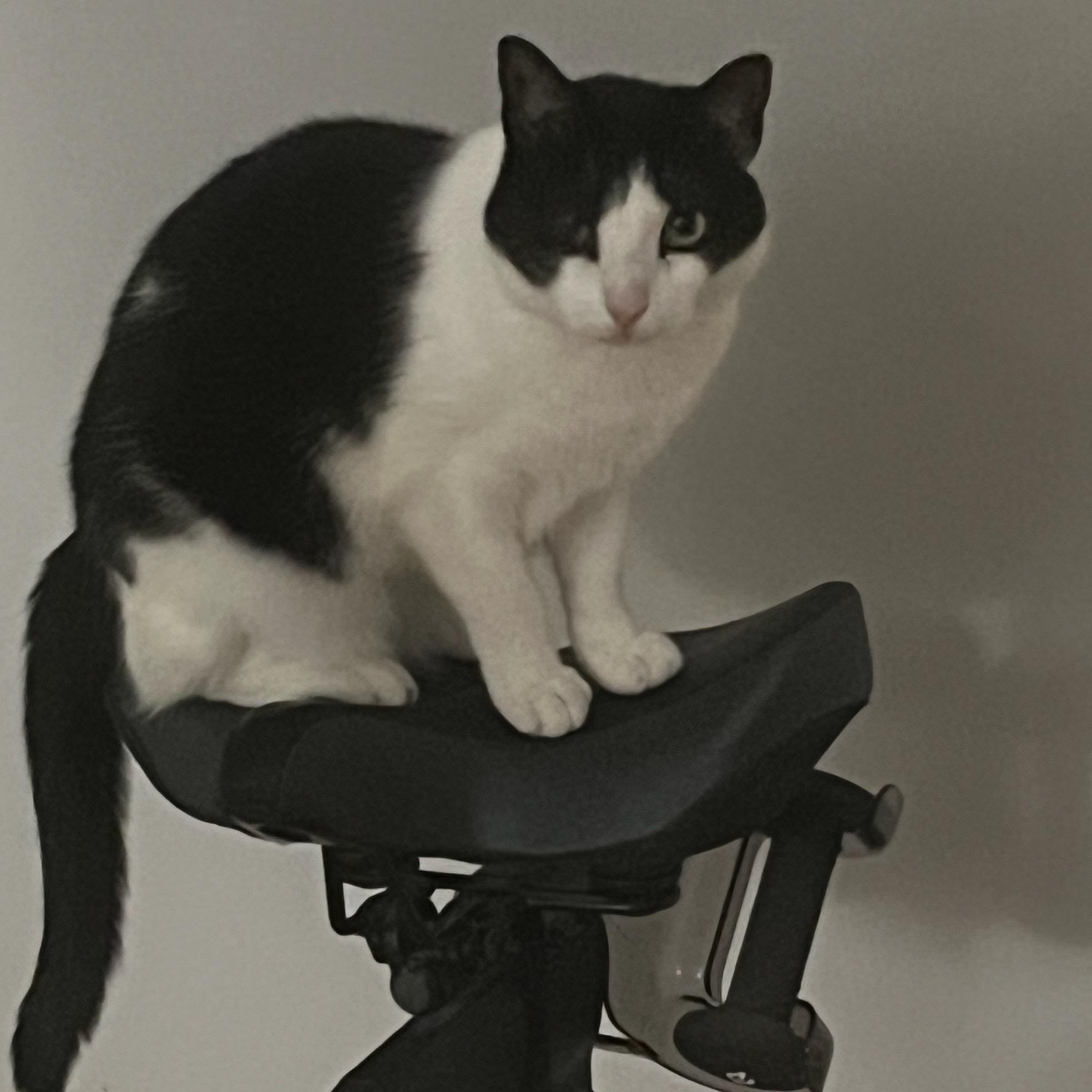 Violet. ***Bonded with Maverick***, a Adoptable Domestic Short Hair in FITCHBURG, MA image 3/6