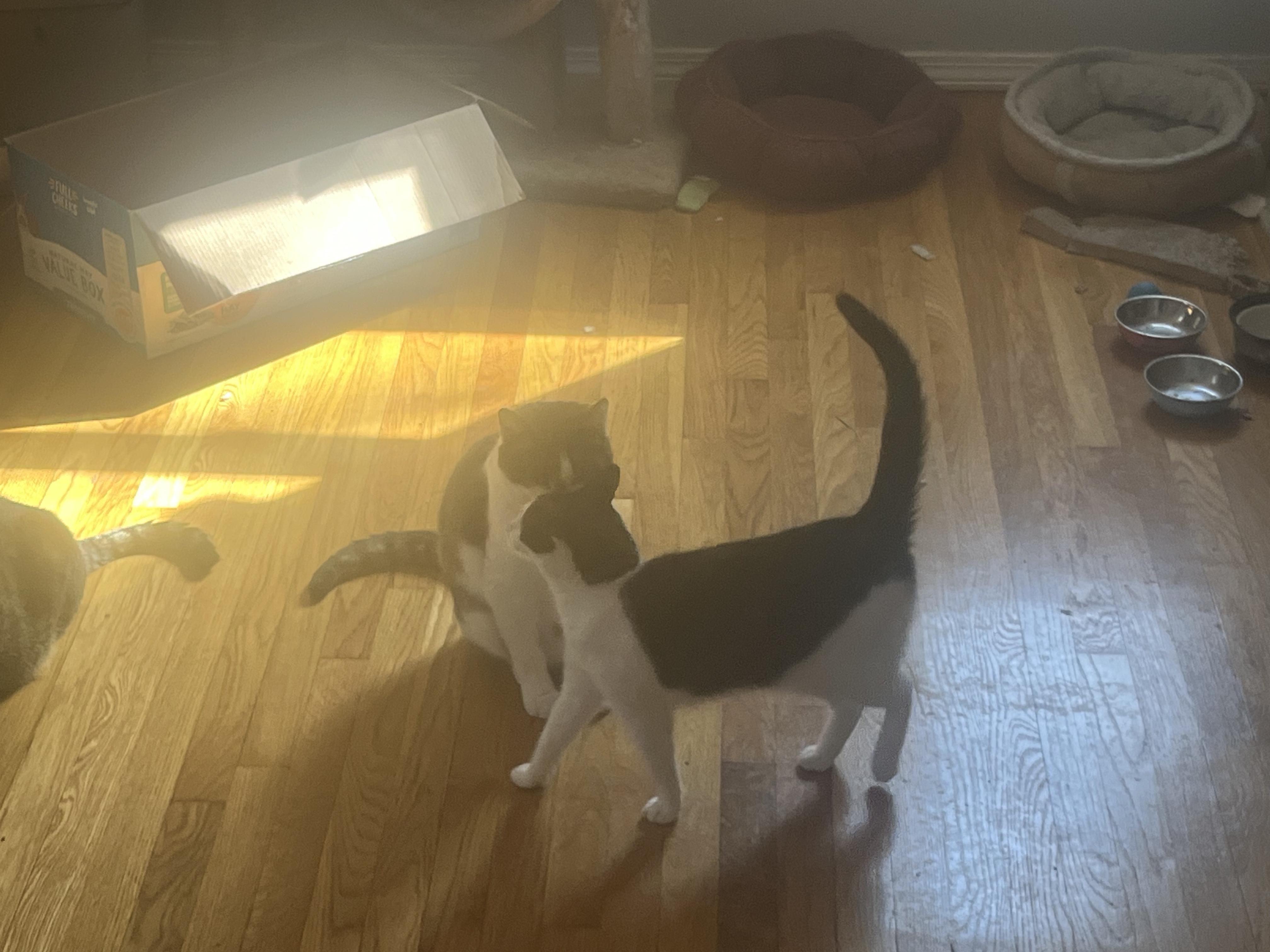 Violet. ***Bonded with Maverick***, a Adoptable Domestic Short Hair in FITCHBURG, MA image 5/6