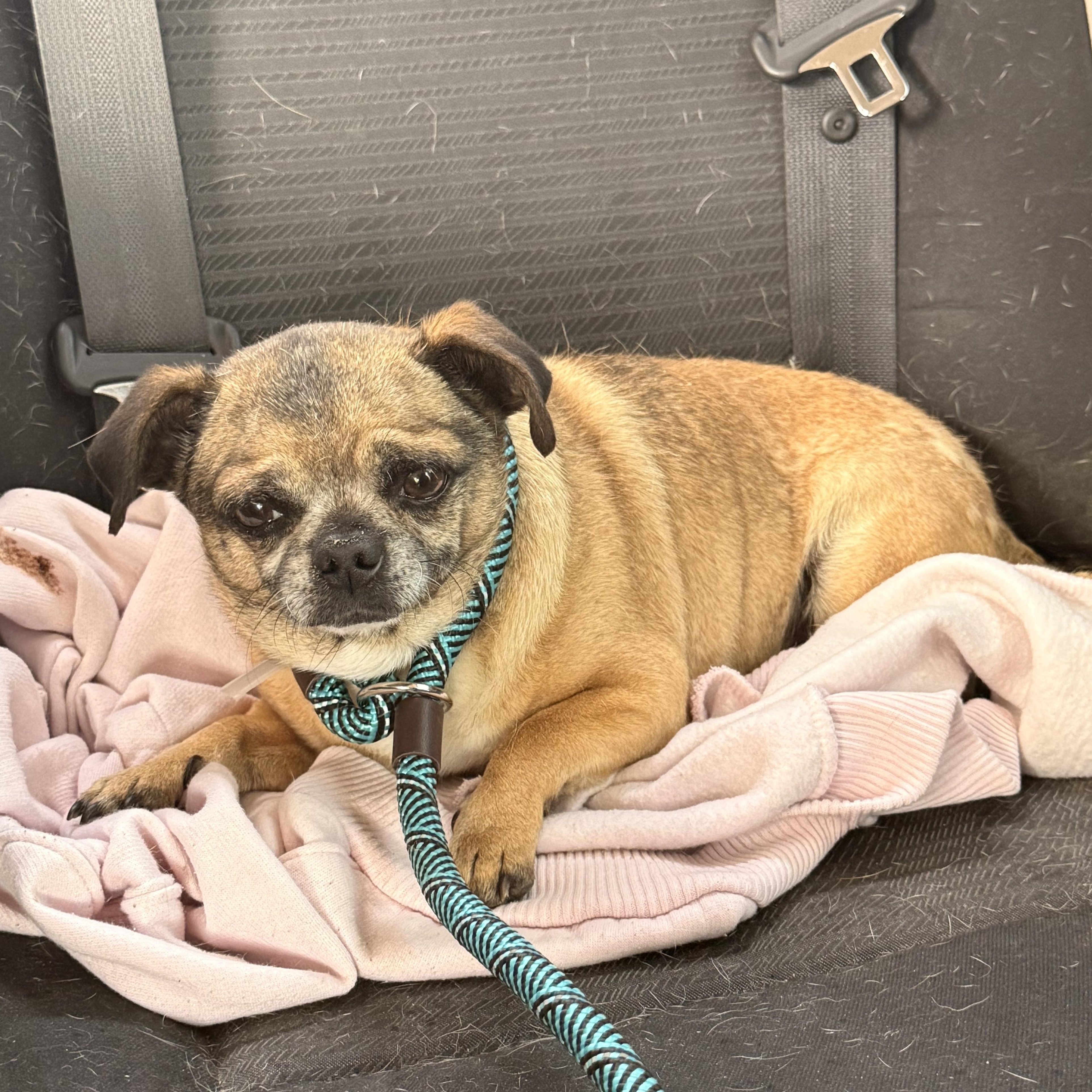 Enlarge Blue, an adopted mixed breed in San Diego, CA image 1/4