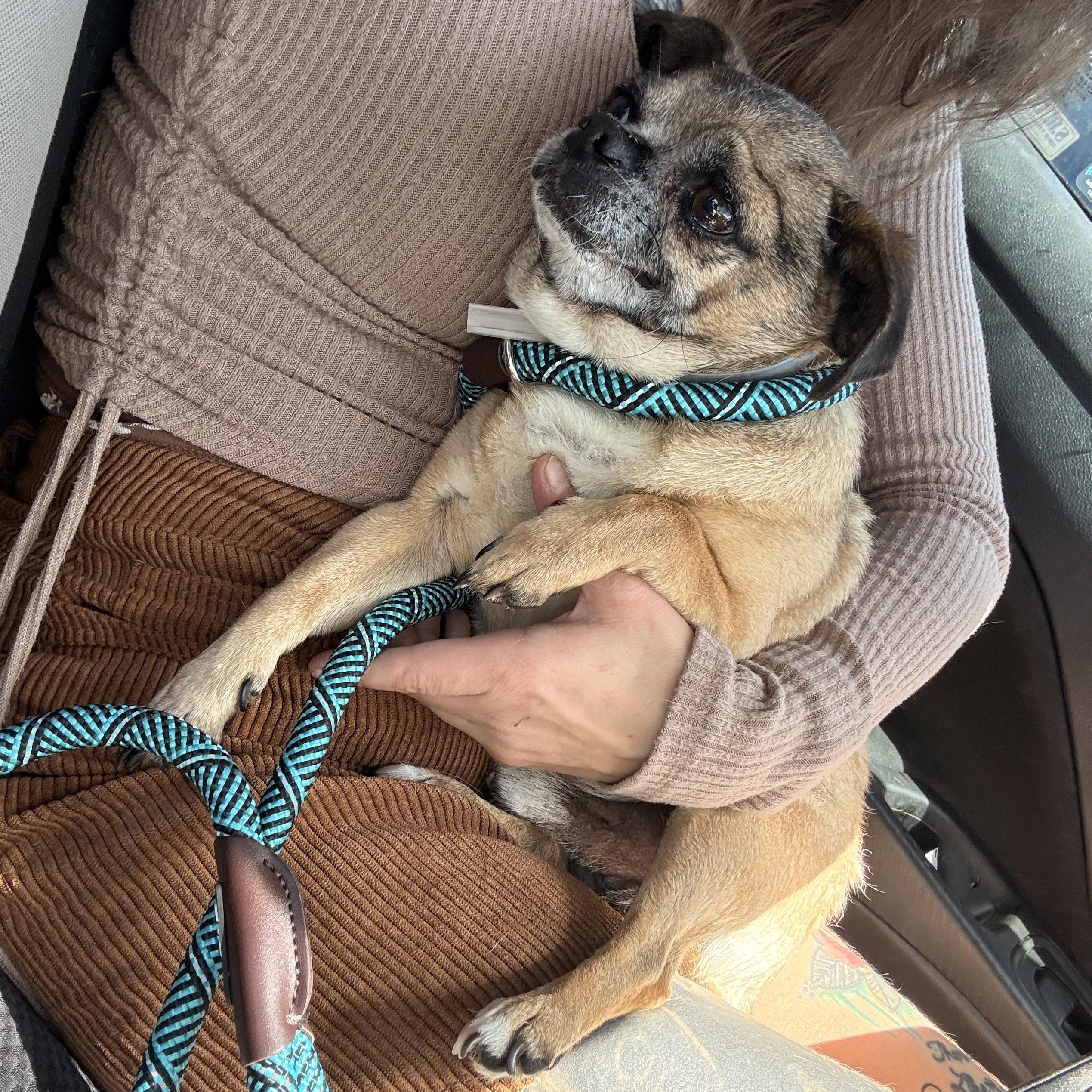 Enlarge Blue, an adopted mixed breed in San Diego, CA image 4/4