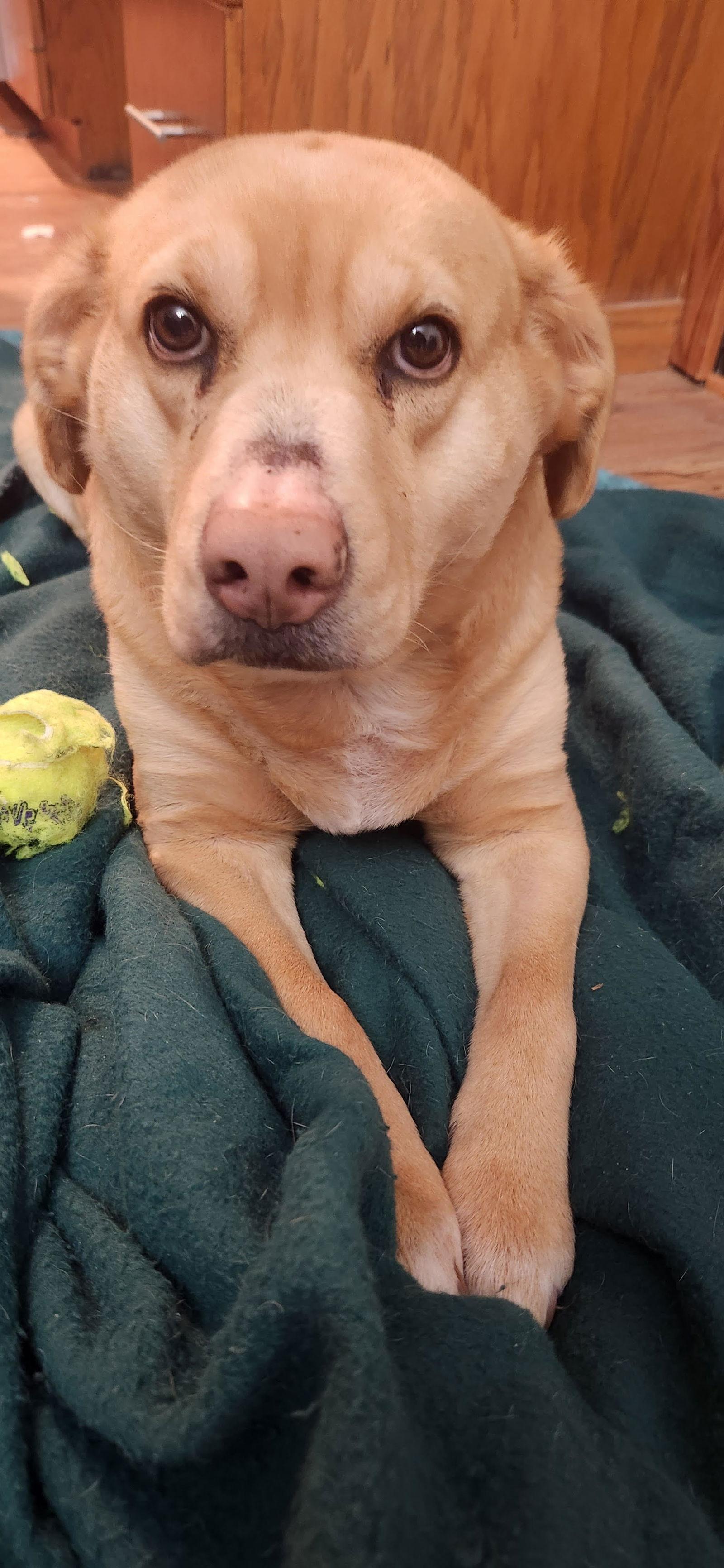 Serena - Reese, a Adopted mixed breed in Mankato, MN image 1/3