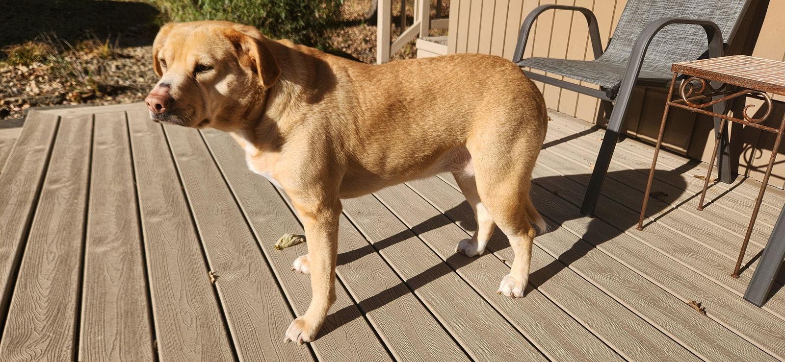 Serena - Reese, a Adopted mixed breed in Mankato, MN image 3/3