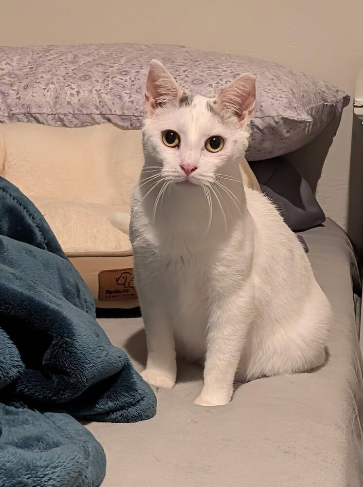 Thumb Tack, Adoptable, Adult Male Domestic Short Hair.