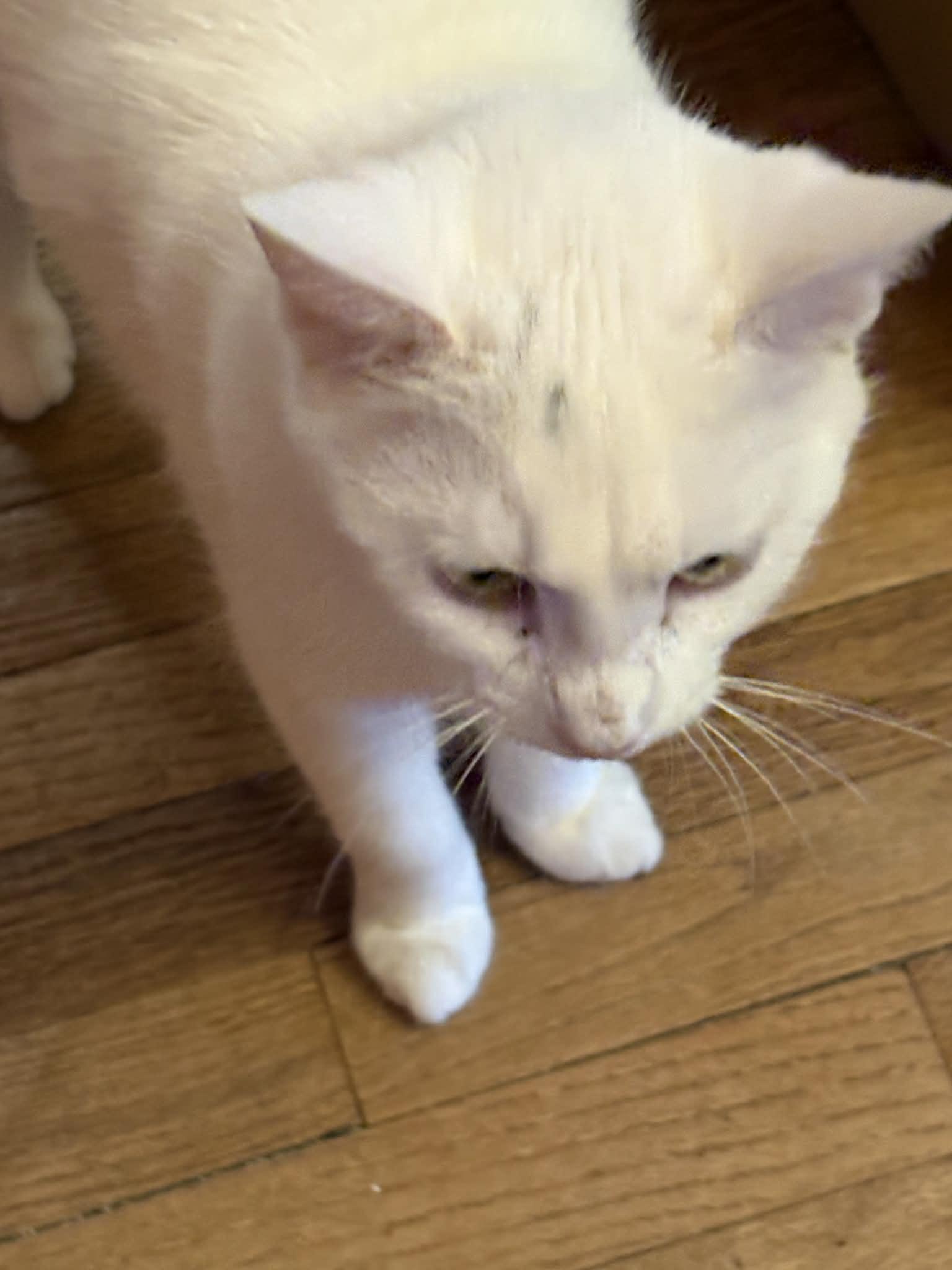 Enlarge Blanche, an adopted Domestic Short Hair in West Lafayette, IN image 3/3