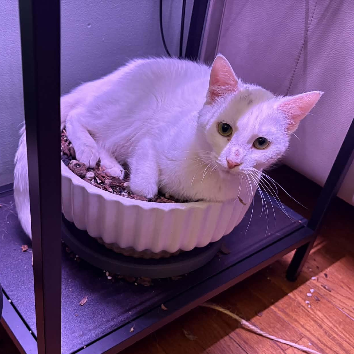 Enlarge Blanche, an adopted Domestic Short Hair in West Lafayette, IN image 1/3