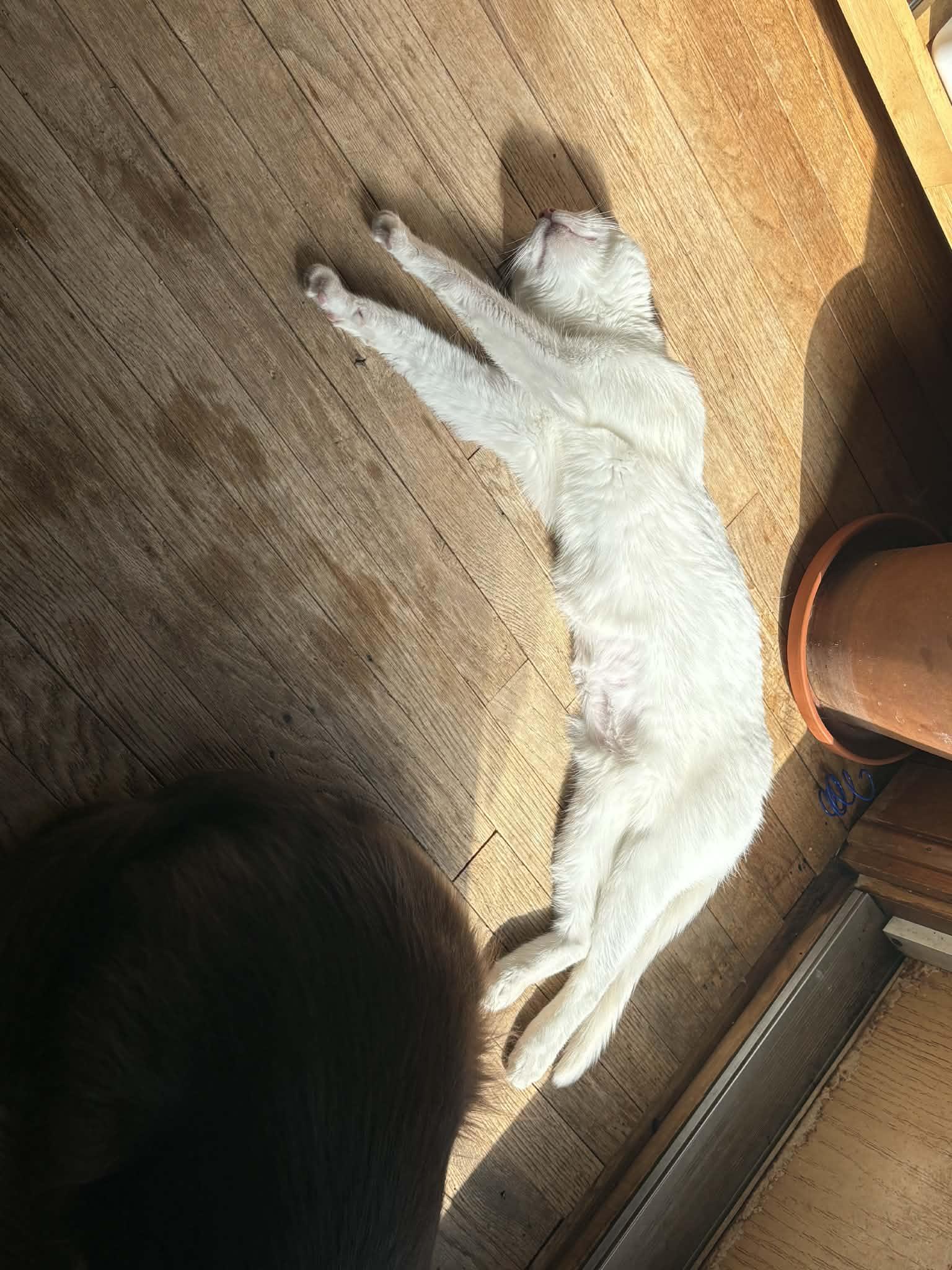 Enlarge Blanche, an adopted Domestic Short Hair in West Lafayette, IN image 2/3