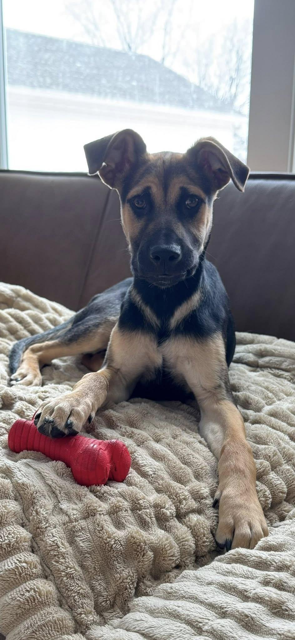 Duncan, ADOPTABLE, Puppy Male Shepherd.