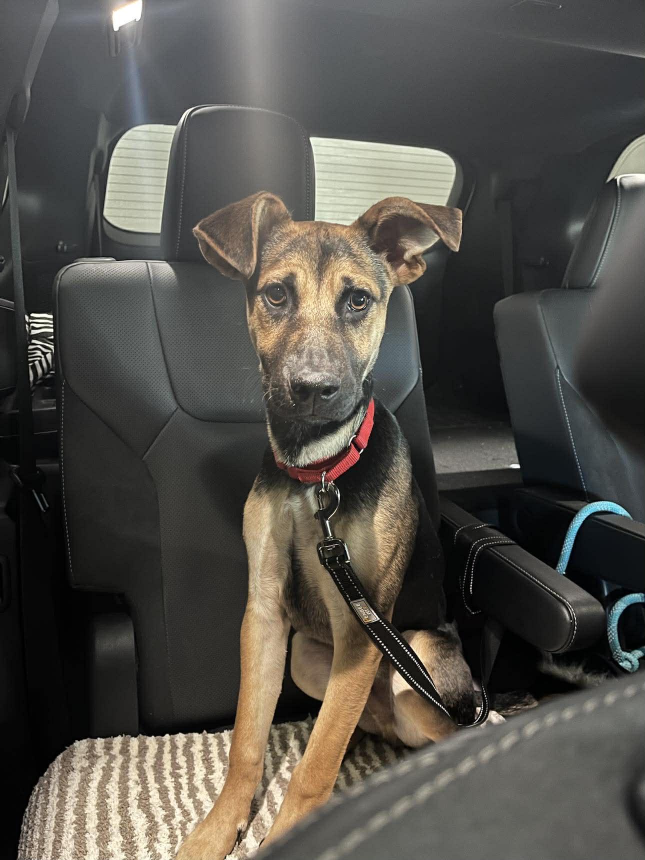 Enlarge Duncan, a ADOPTABLE mixed breed in De Pere, WI image 1/3