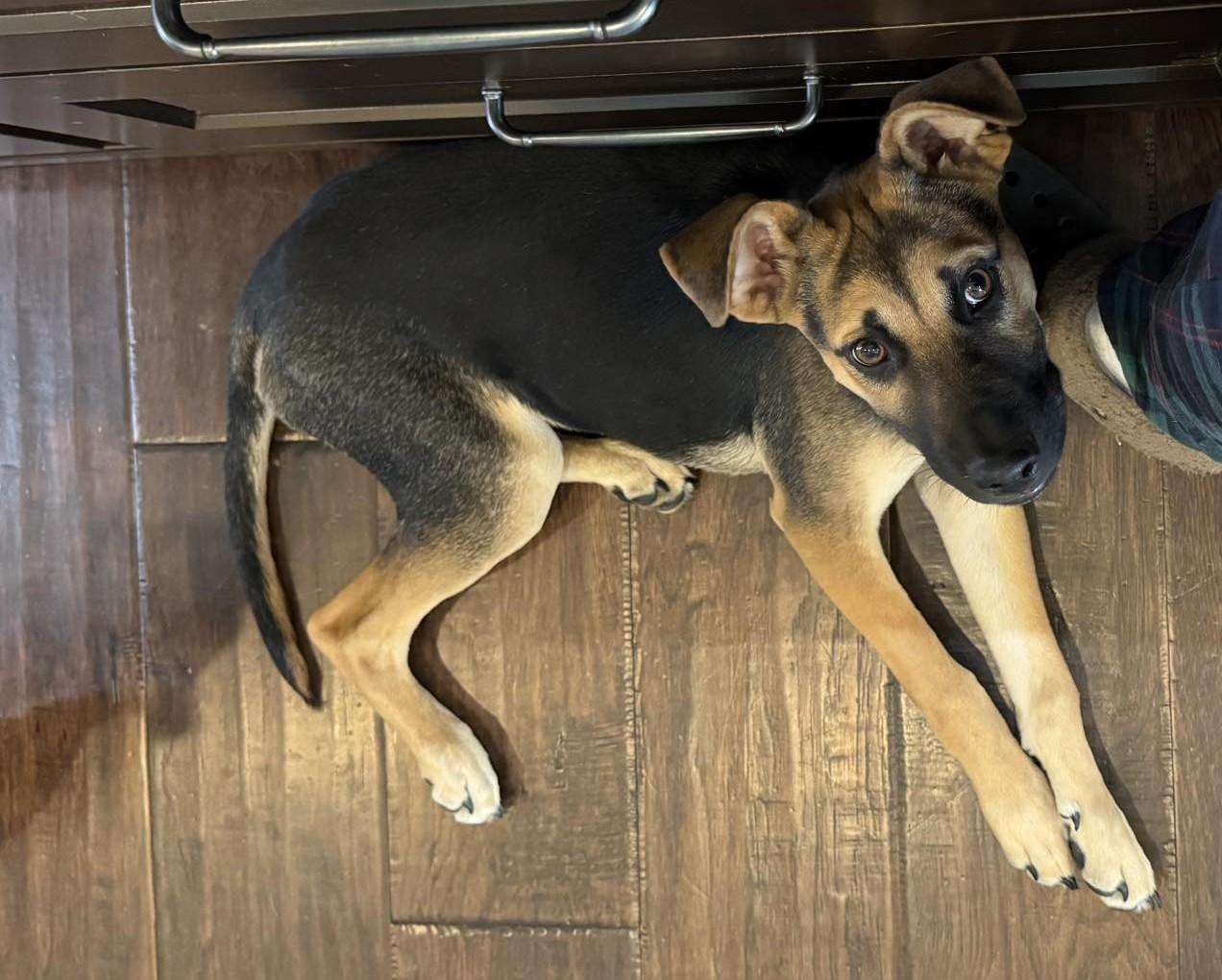 Duncan, ADOPTABLE, Puppy Male Shepherd.