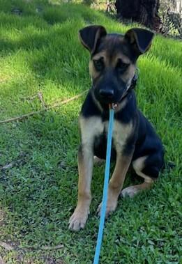 Enlarge Duncan, a ADOPTABLE mixed breed in De Pere, WI image 2/4