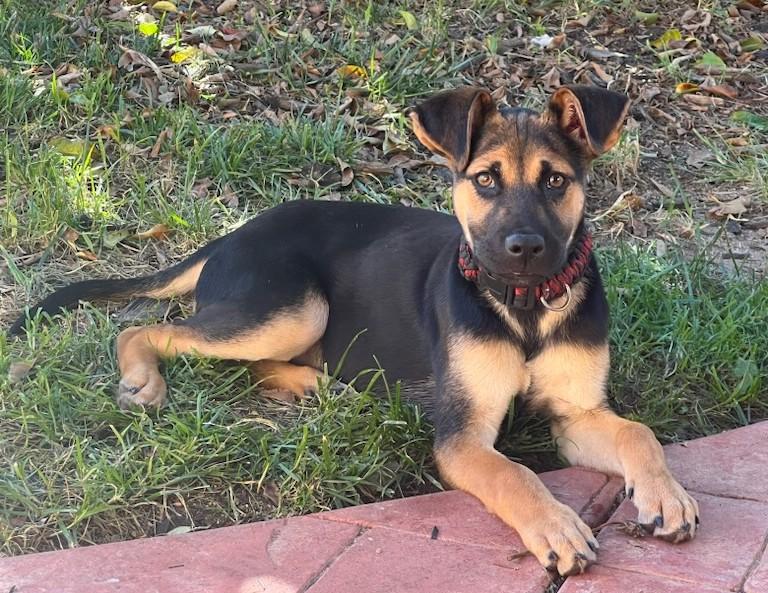 Enlarge Duncan, a ADOPTABLE mixed breed in De Pere, WI image 3/4