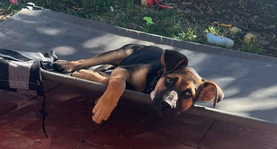 Enlarge Duncan, a ADOPTABLE mixed breed in De Pere, WI image 4/4