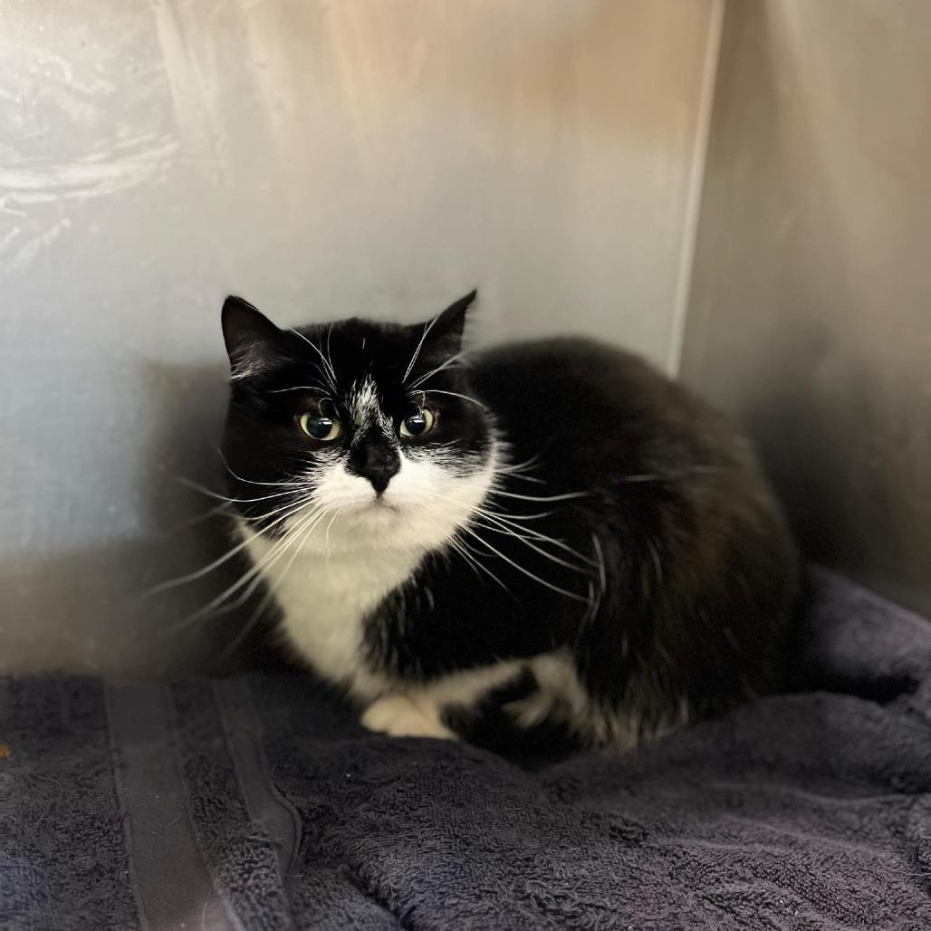 Cece, Adoptable, Adult Female Domestic Short Hair.