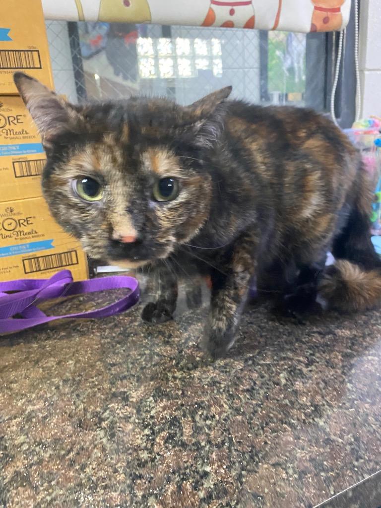 C065-26 Lulu, Adoptable, Adult Female Domestic Long Hair.