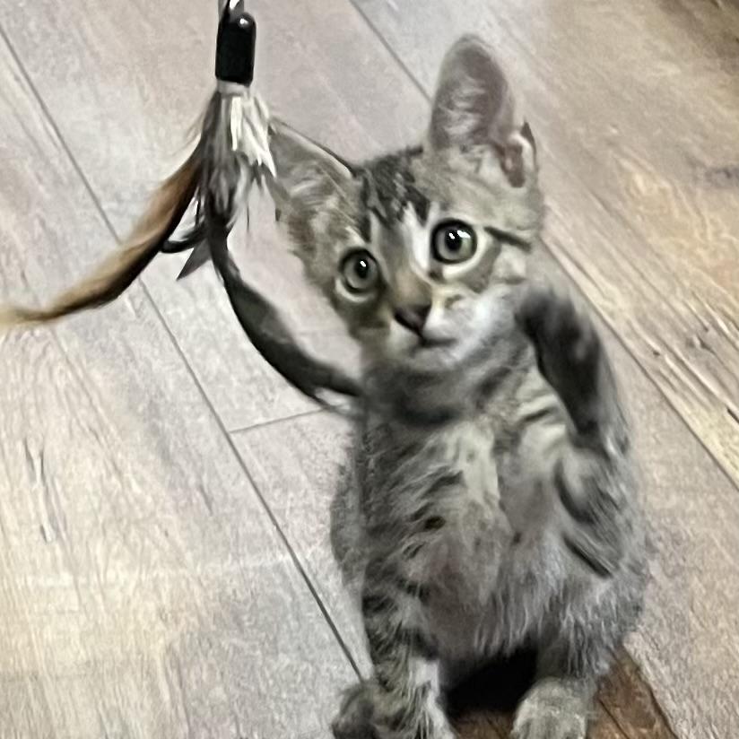 Turkey, Young Male Domestic Short Hair
