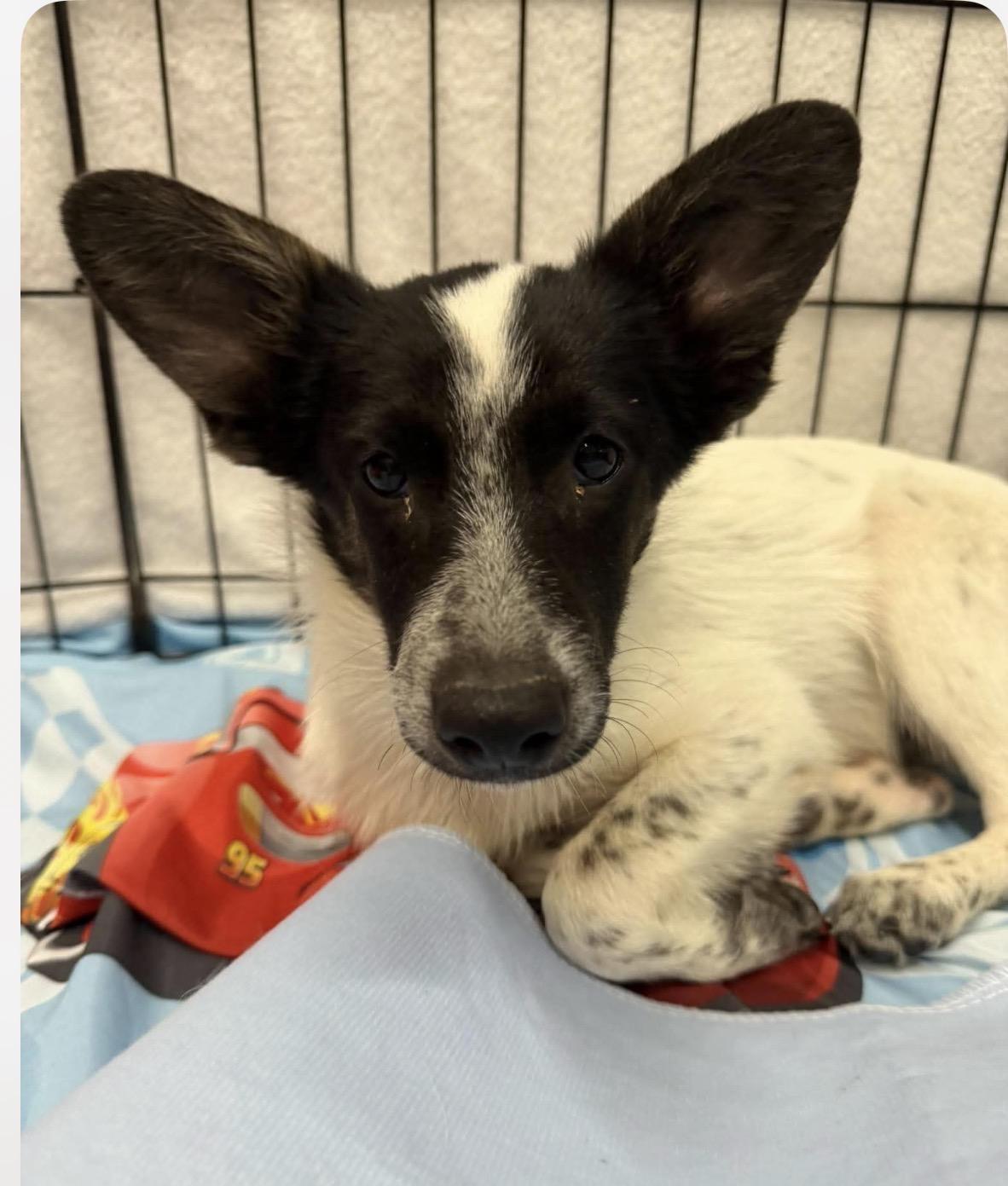 Trout, ADOPTABLE, Puppy • Male, Lancashire Heeler.