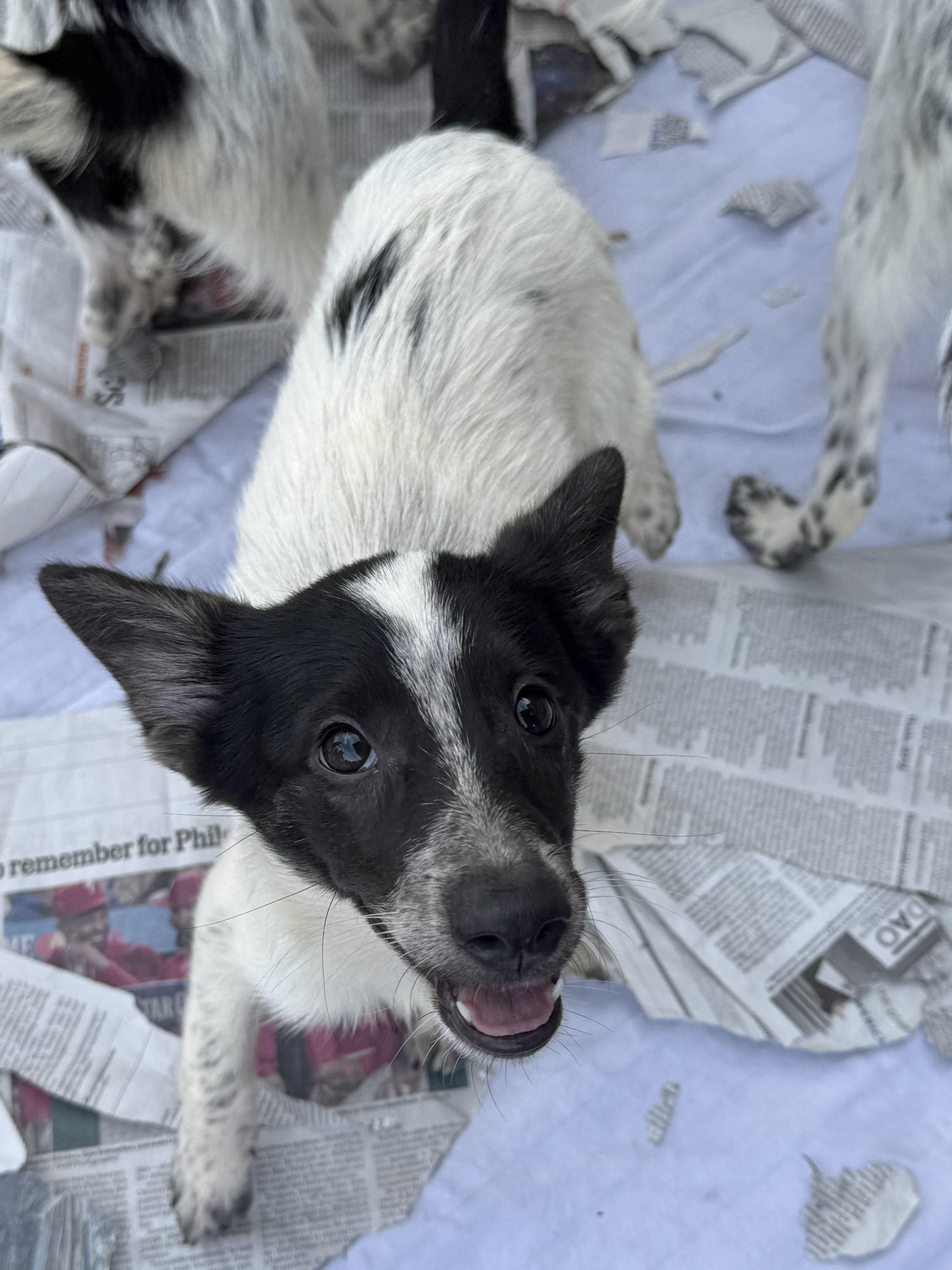Enlarge Trout, a Adoption Pending Lancashire Heeler in Havertown, PA image 2/5