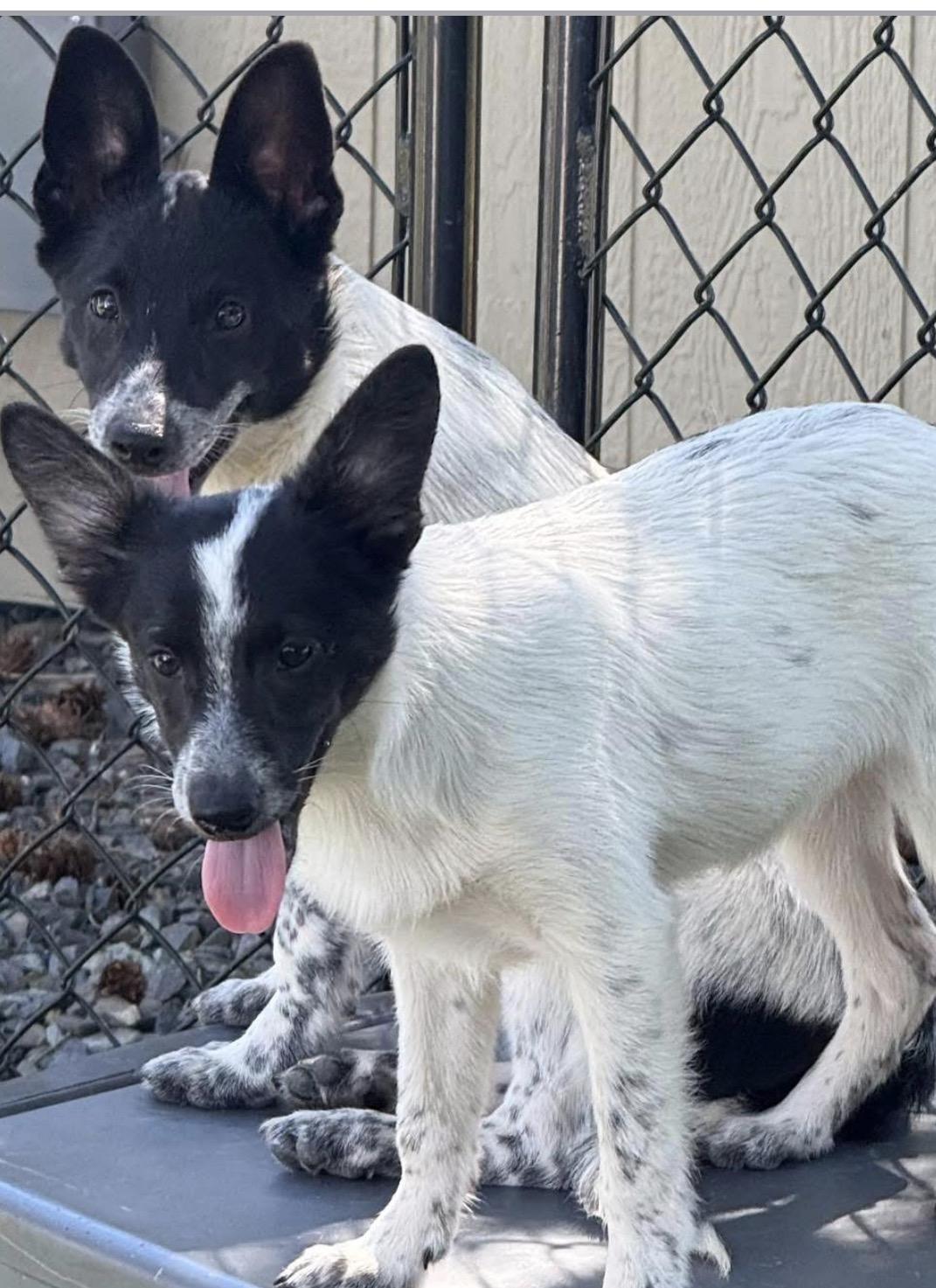 Enlarge Trout, a Adoption Pending Lancashire Heeler in Havertown, PA image 3/5