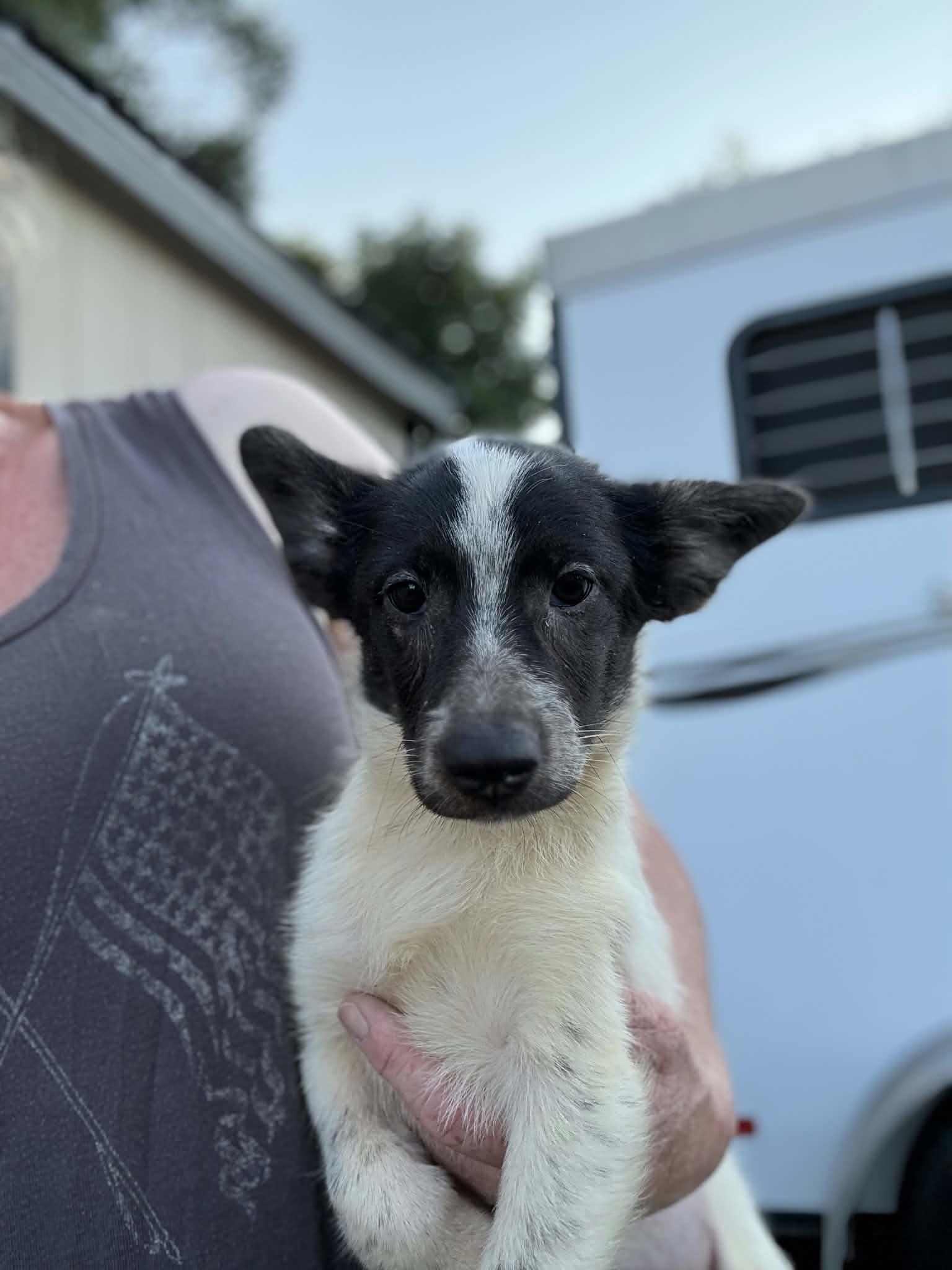 Enlarge Trout, a Adoption Pending Lancashire Heeler in Havertown, PA image 4/5