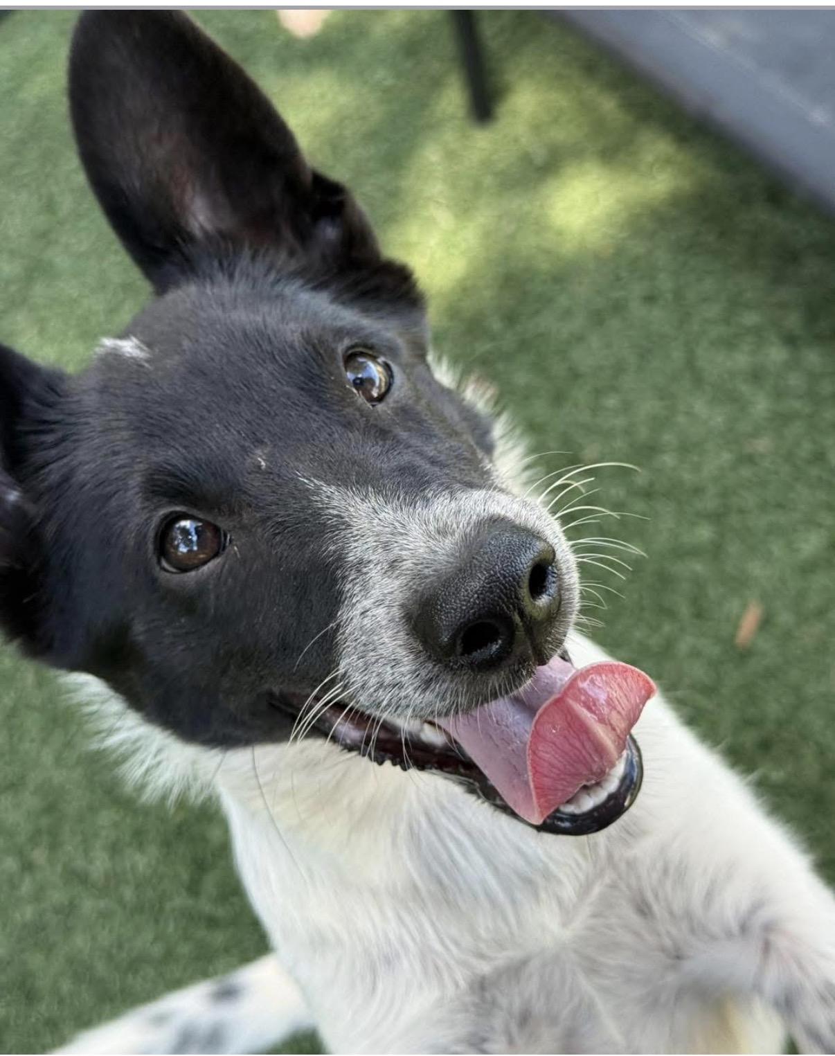 Enlarge Trout, a Adoption Pending Lancashire Heeler in Havertown, PA image 5/5