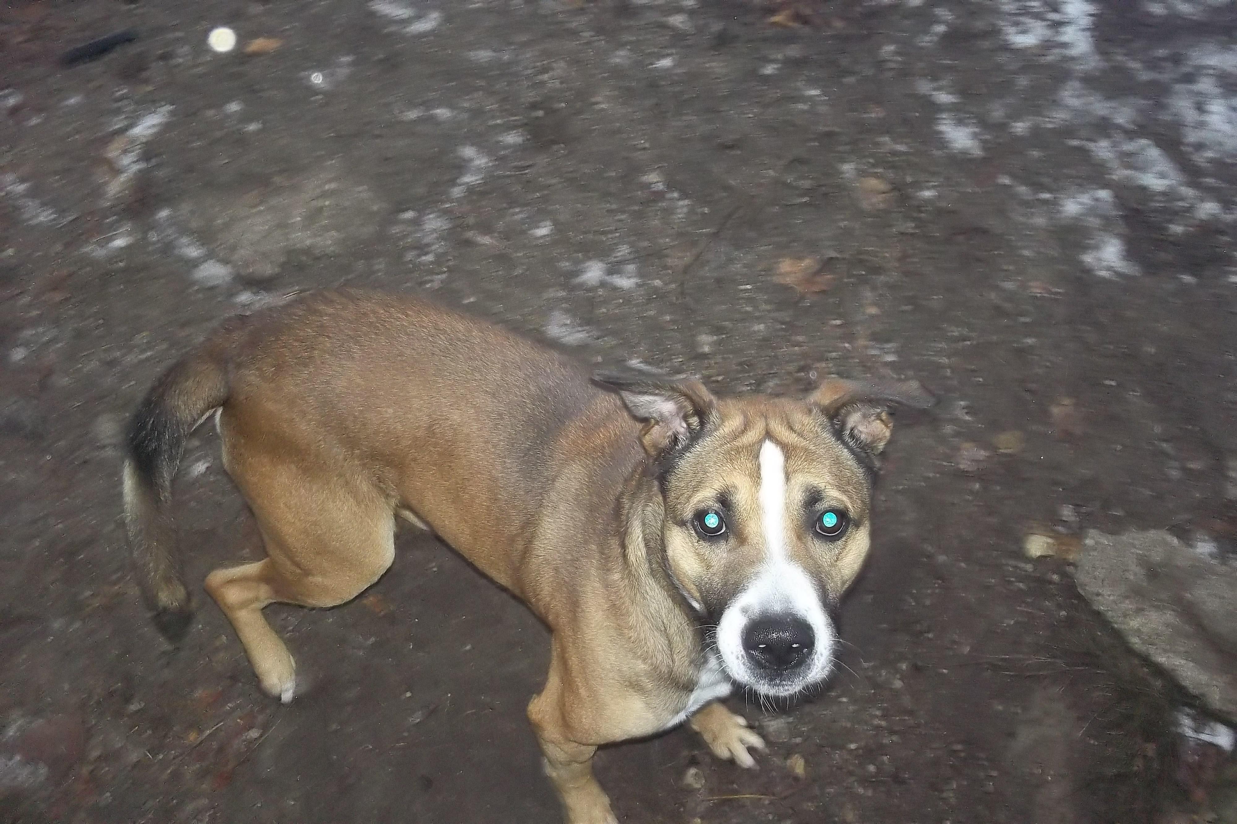 Enlarge JACK, a Adoptable mixed breed in Reed City, MI image 1/4