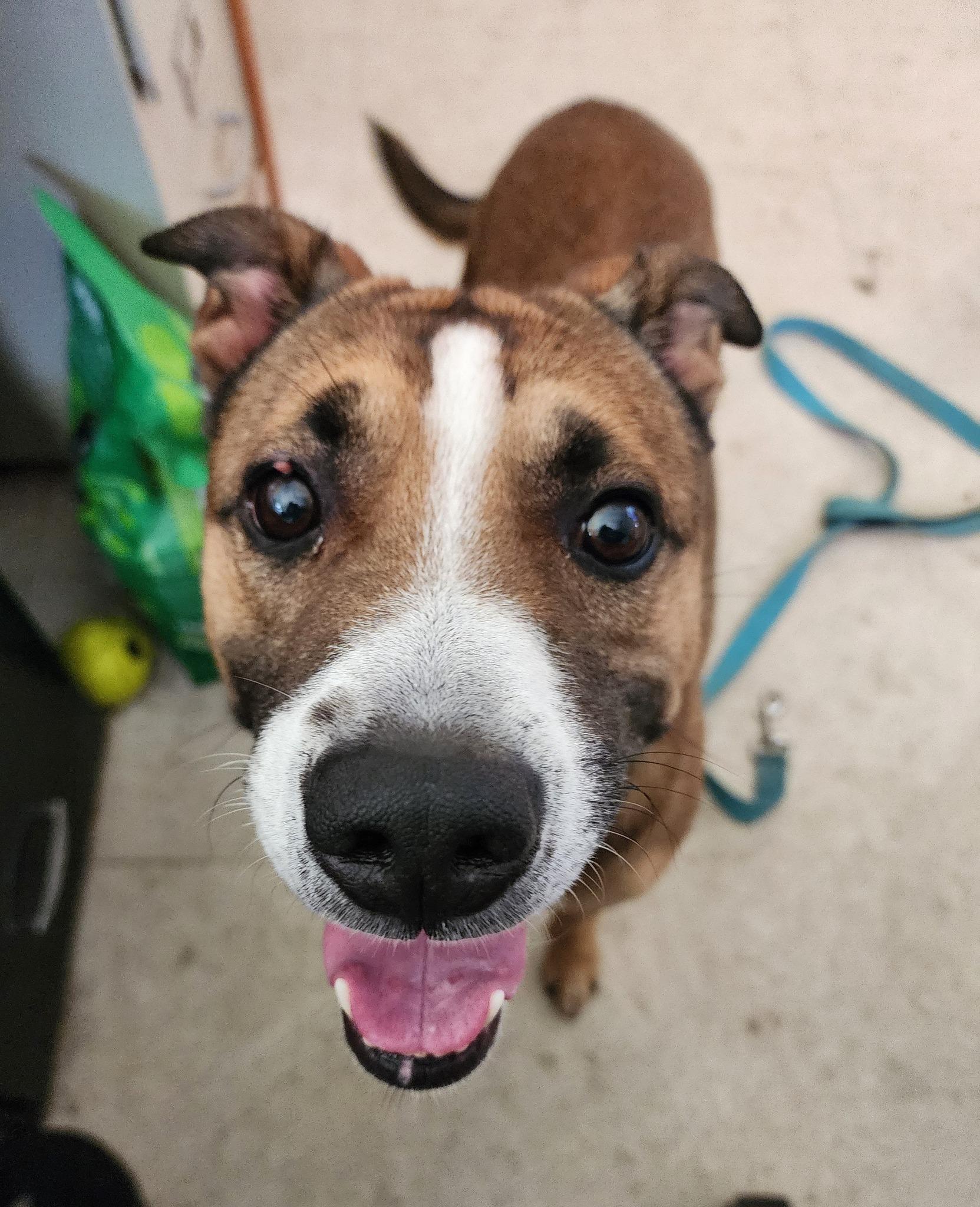 JACK, Adoptable, Adult Male American Staffordshire Terrier & Beagle.
