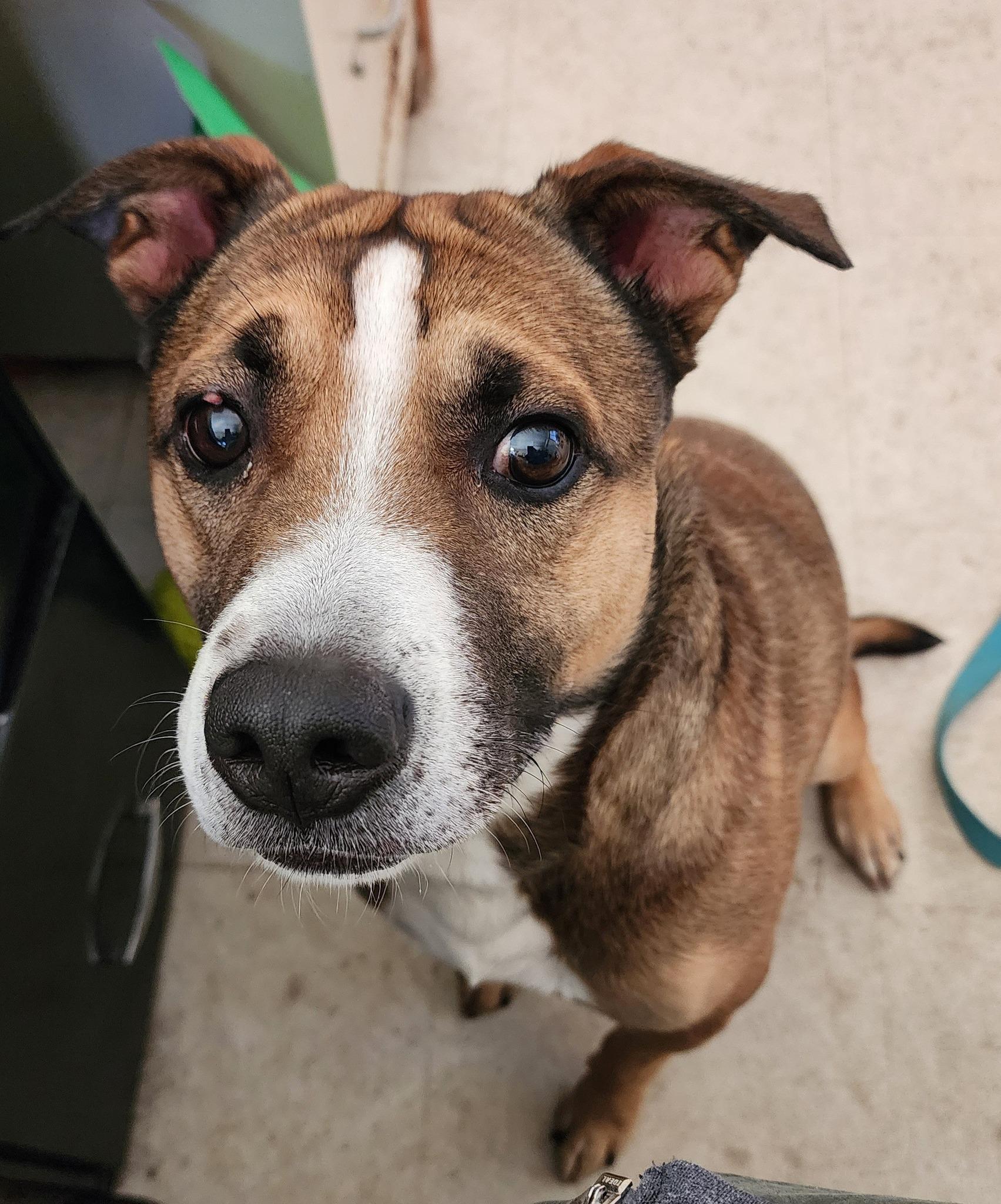 Enlarge JACK, a Adoptable mixed breed in Reed City, MI image 3/4