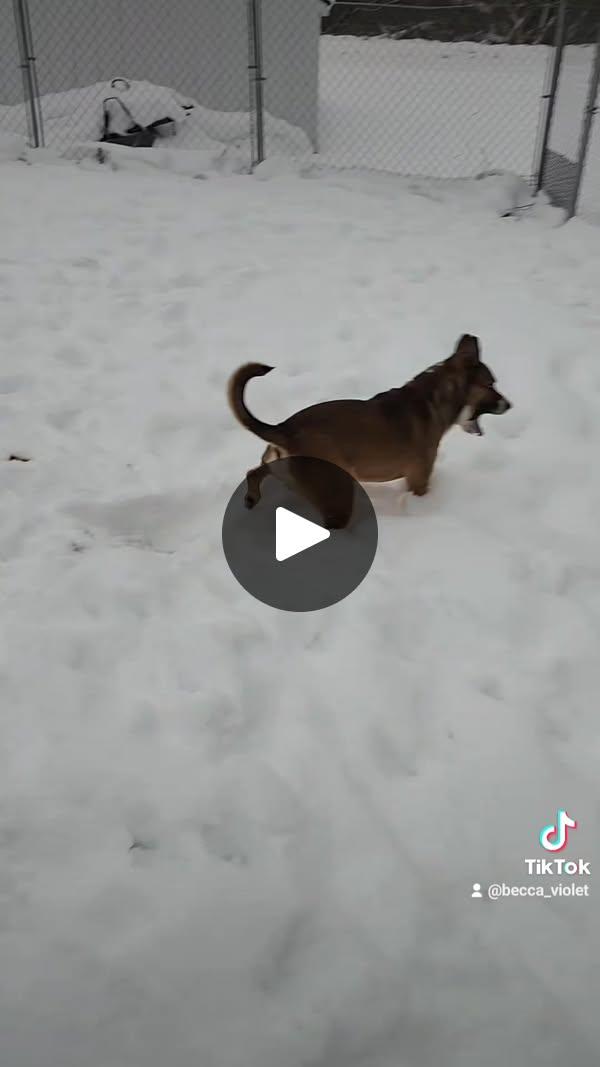 Enlarge JACK, a Adoptable mixed breed in Reed City, MI image 4/4