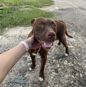 Mocha, Adult Female Pit Bull Terrier