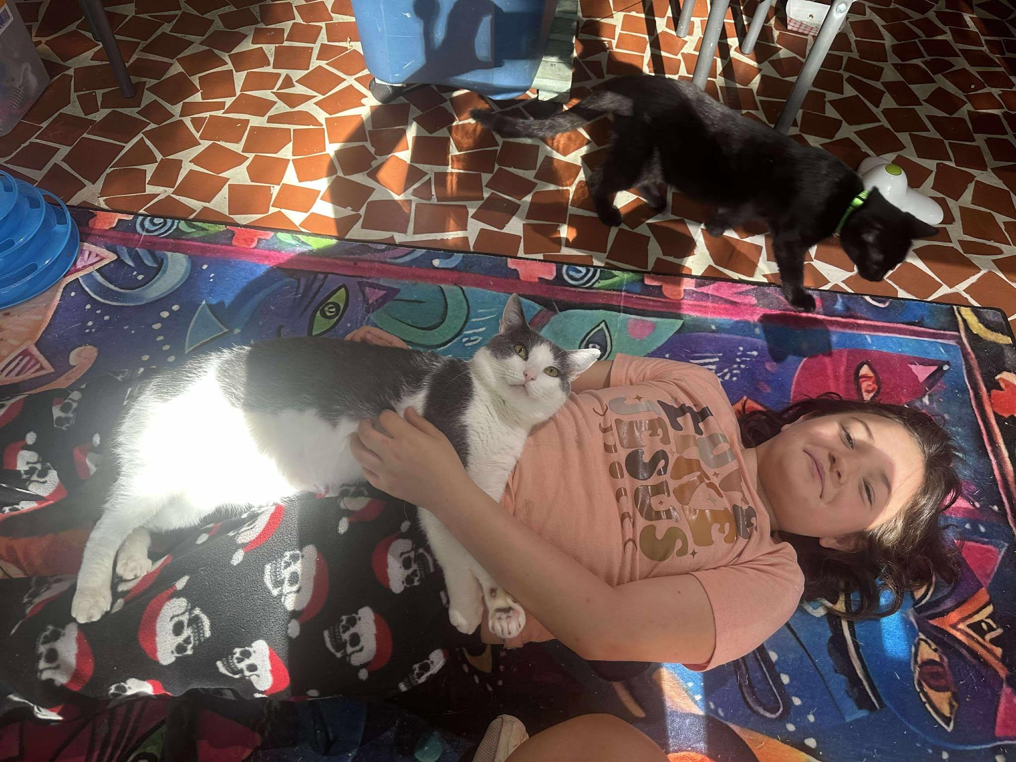 Quill - King of Chill, Adoptable, Adult Male Domestic Short Hair.