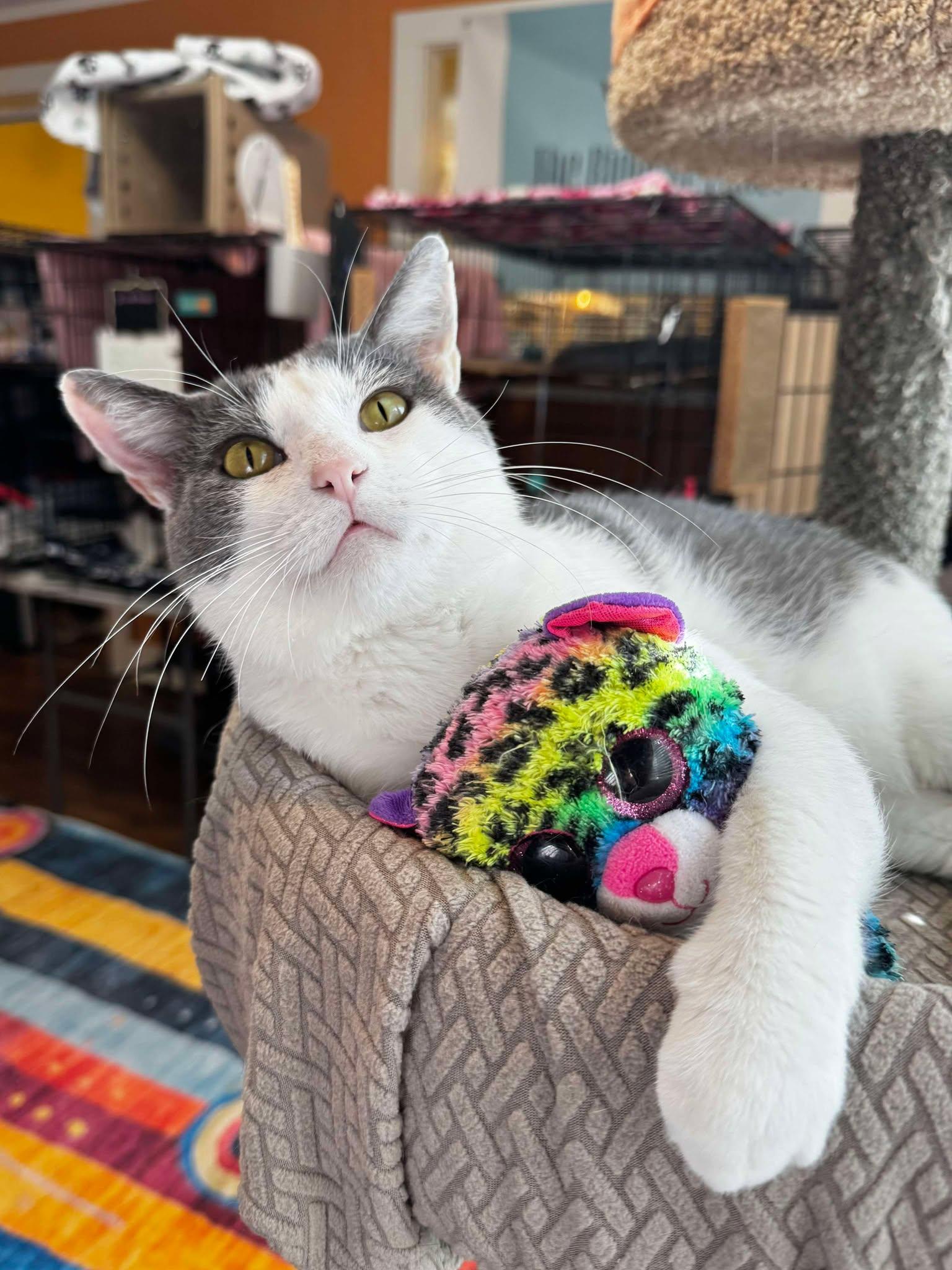 Quill - King of Chill, a Adoptable Domestic Short Hair in Memphis, TN image 2/5