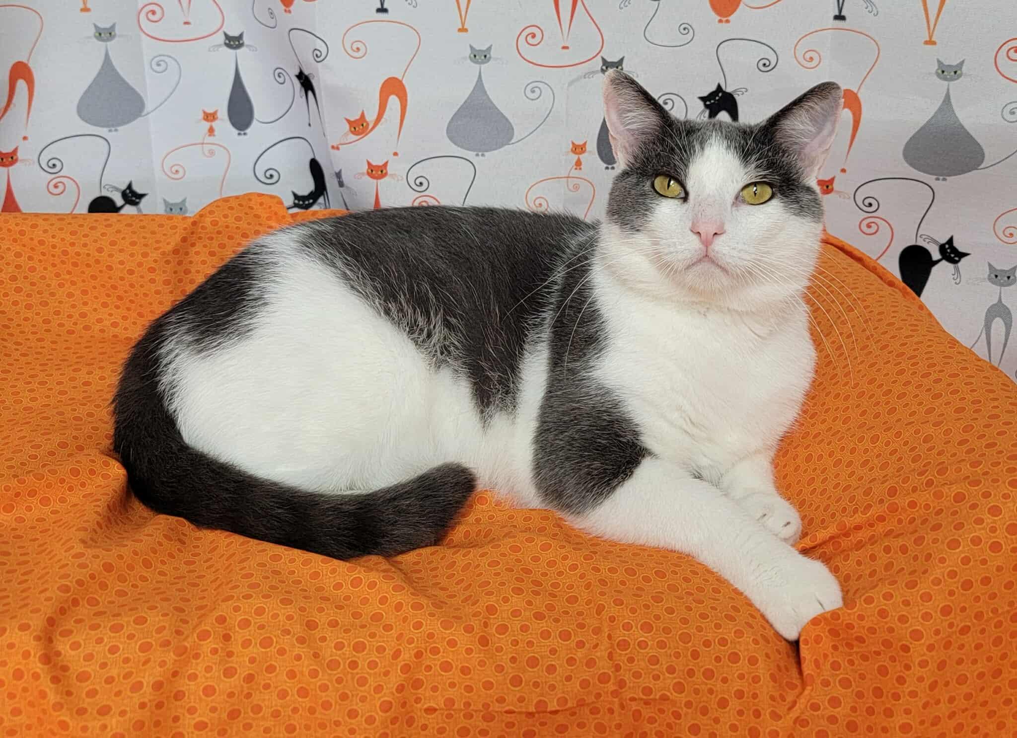 Quill - King of Chill, a Adoptable Domestic Short Hair in Memphis, TN image 3/5