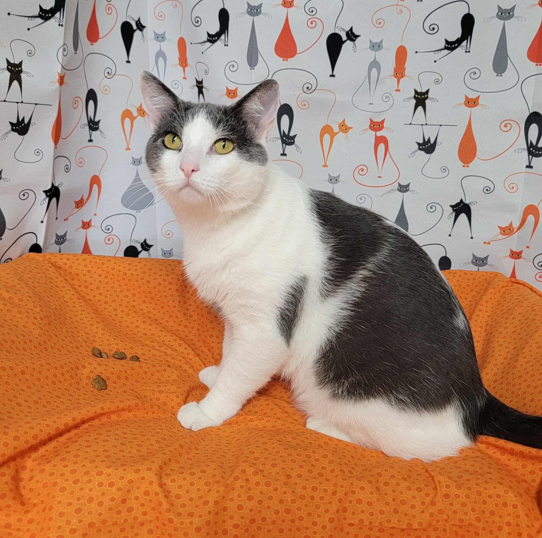 Quill - King of Chill, adopted, Adult Male Domestic Short Hair.
