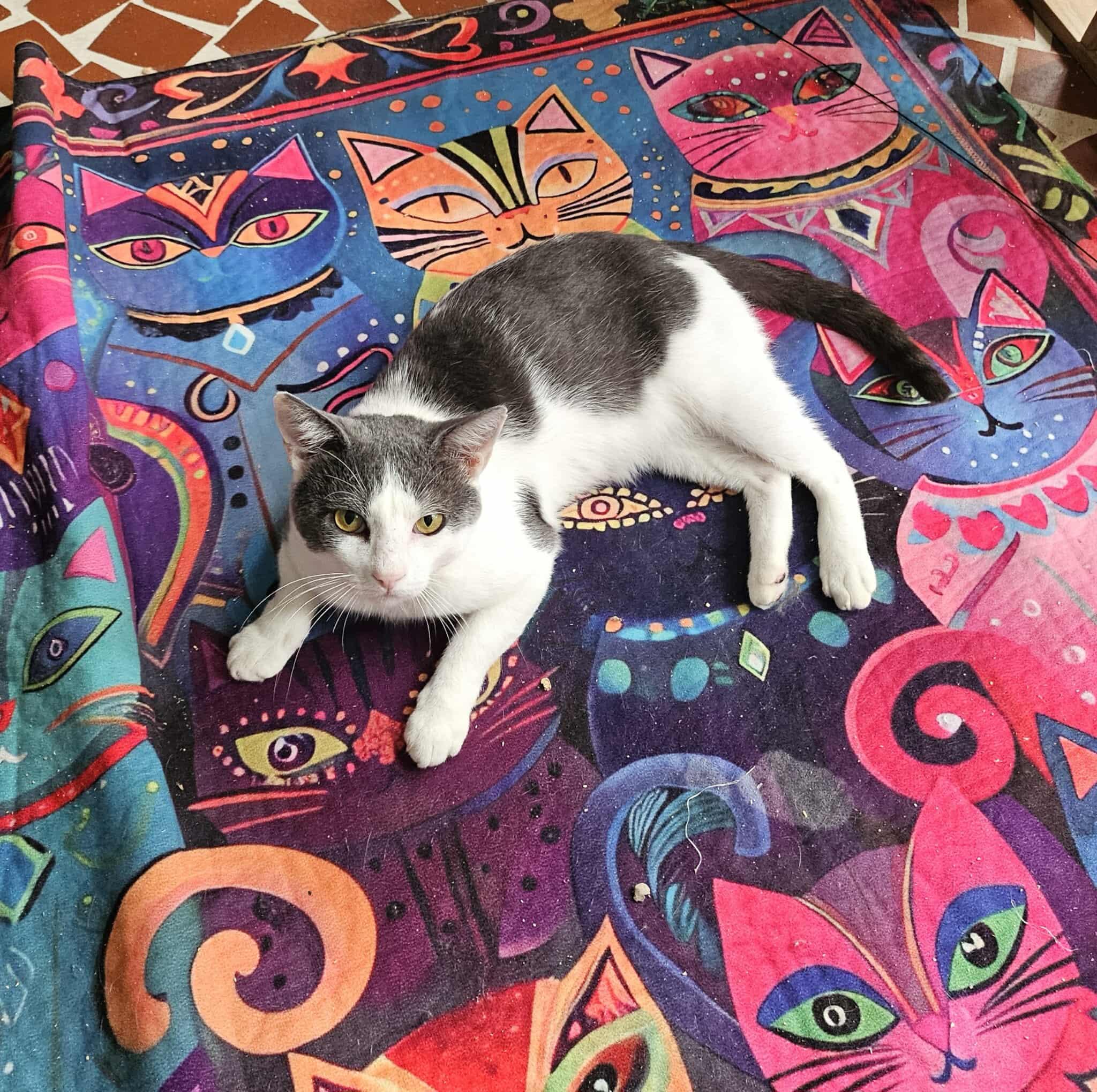 Quill - King of Chill, a Adoptable Domestic Short Hair in Memphis, TN image 5/5