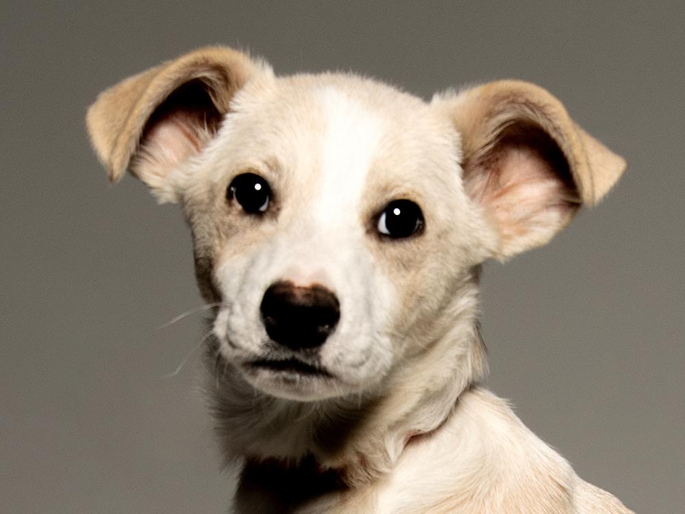 Ludwig, ADOPTABLE, Young Male Mixed Breed & Retriever.