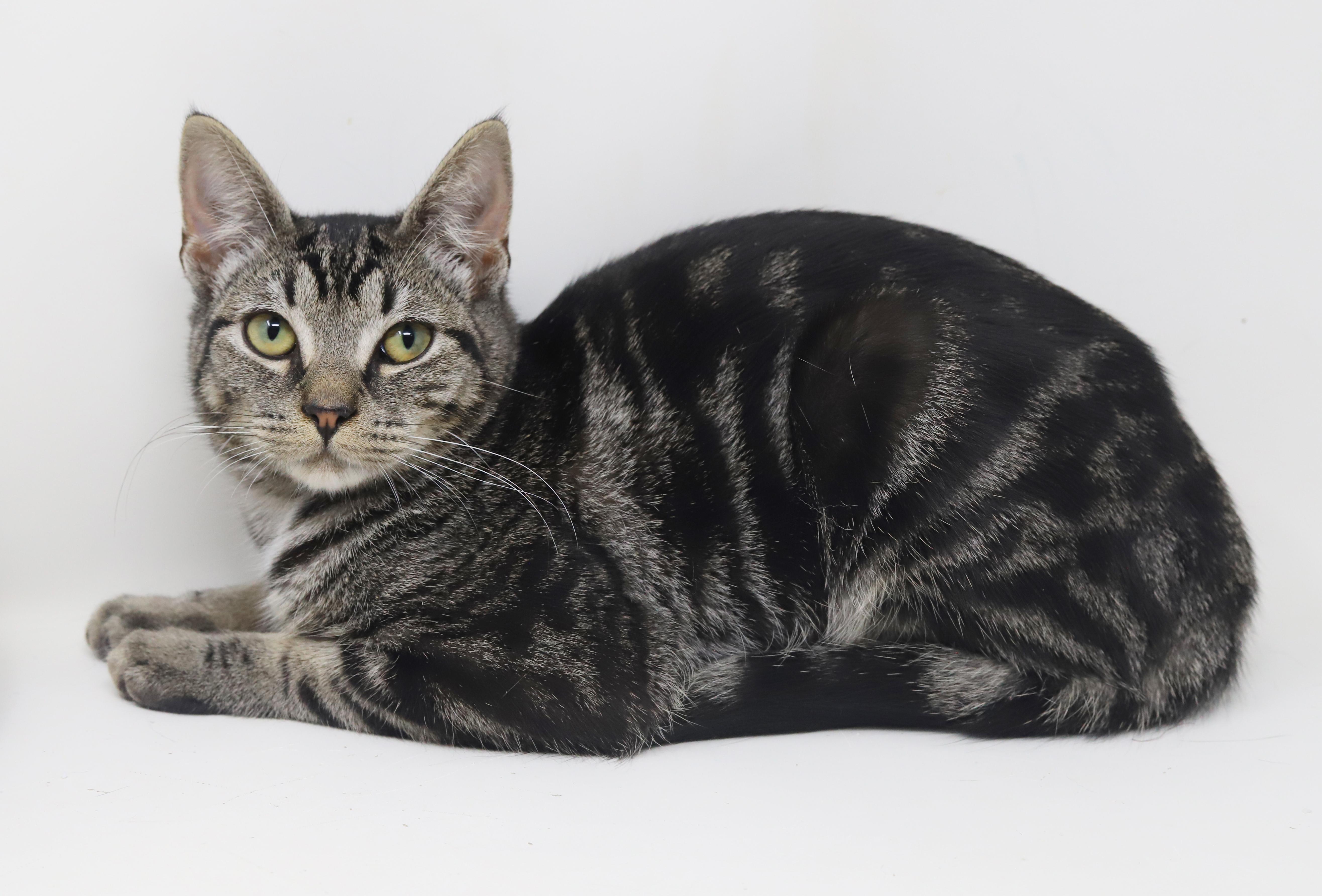 Lucy is an EXOTIC baby LOVER! She will make u the luckiest BFF!!