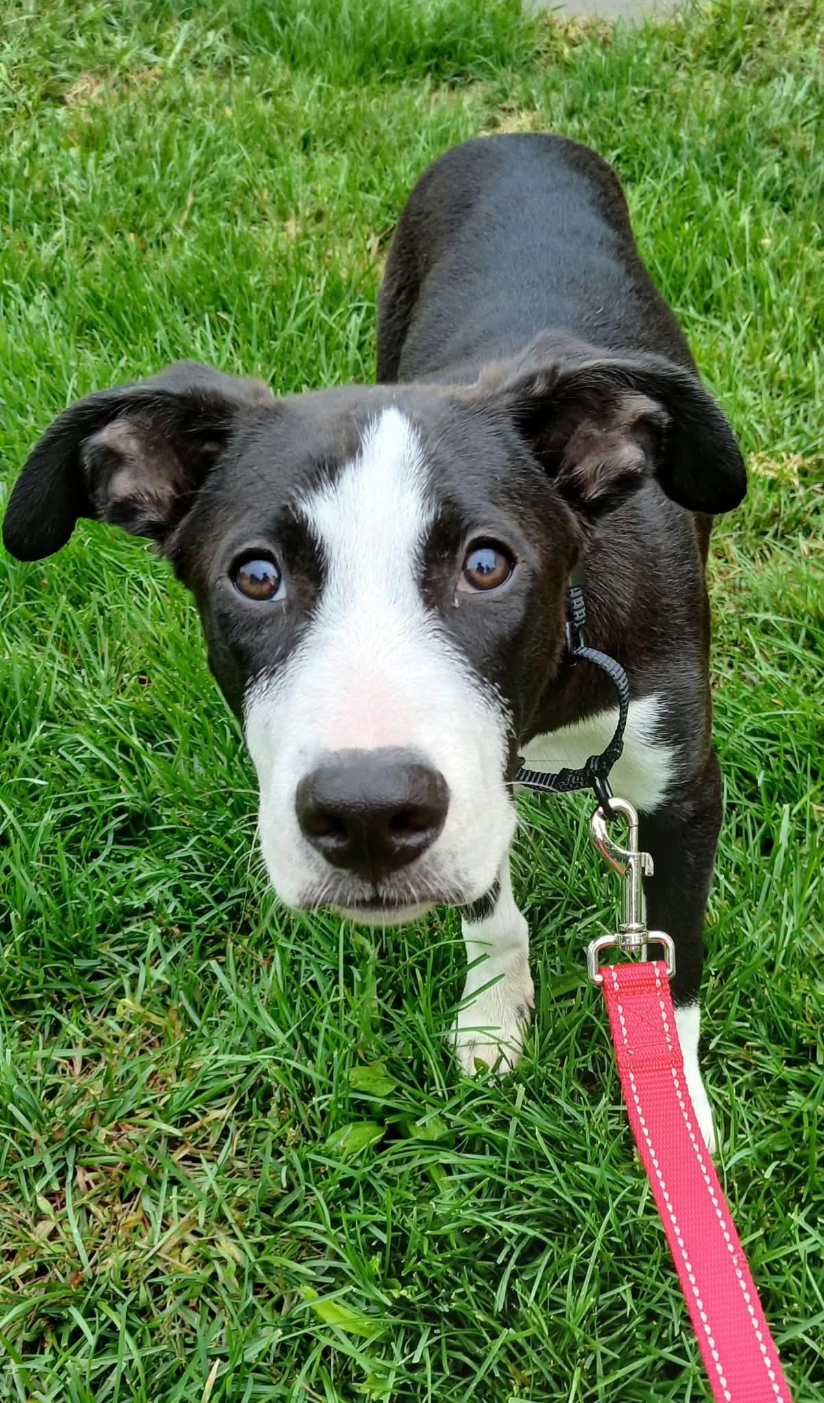 Enlarge Leo, a Adoptable mixed breed in Highland, NY image 2/2
